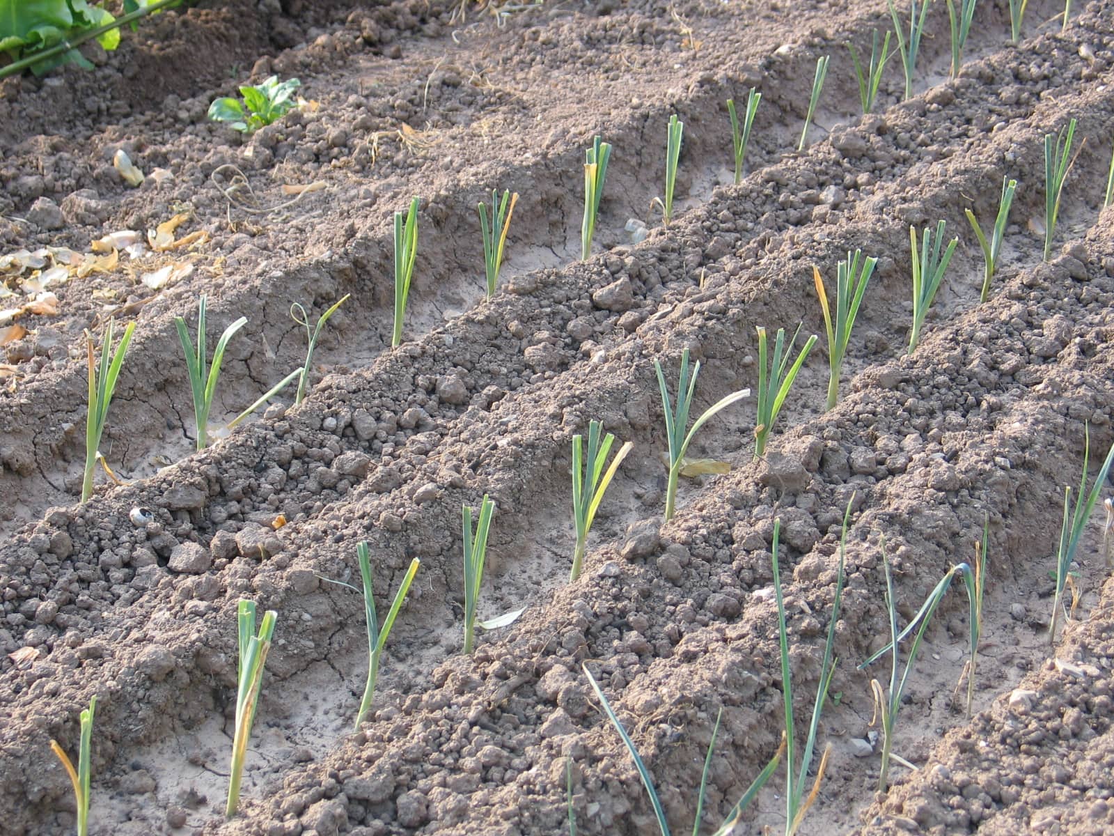 Jardinez avec la lune