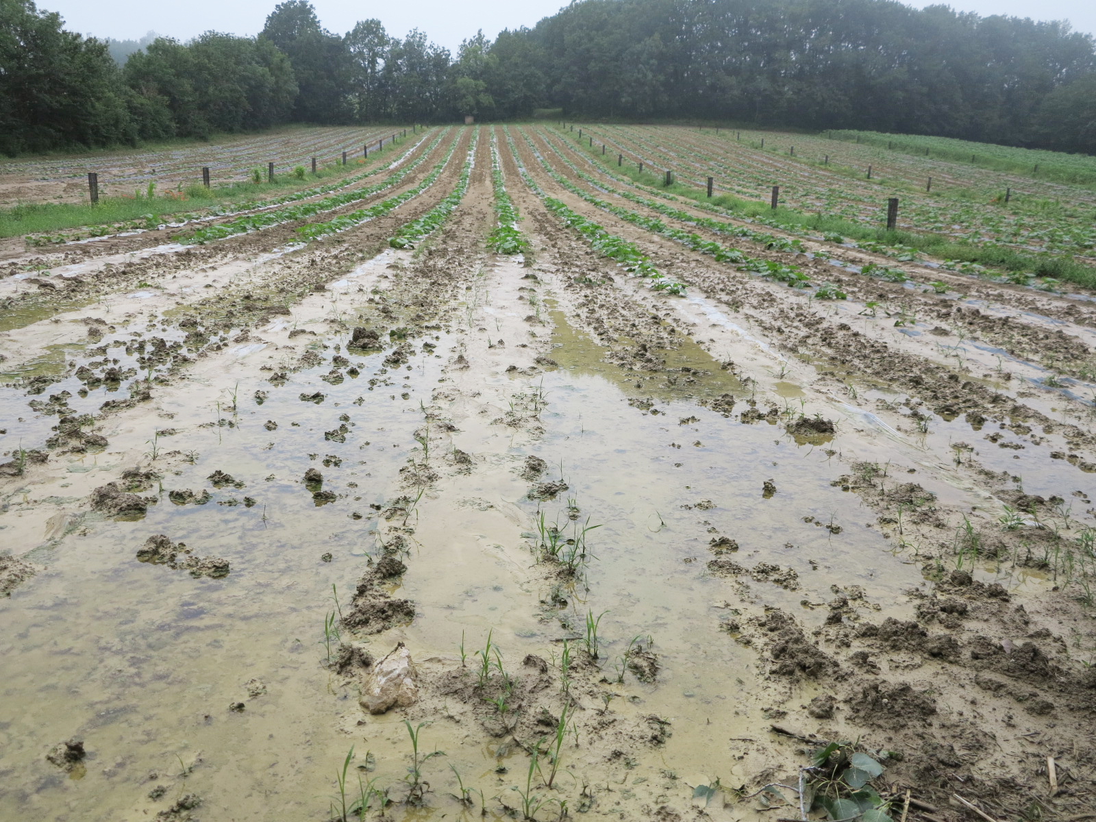 Orages à répétition&nbsp;: Gros dégâts sur les cultures du Quercy Blanc