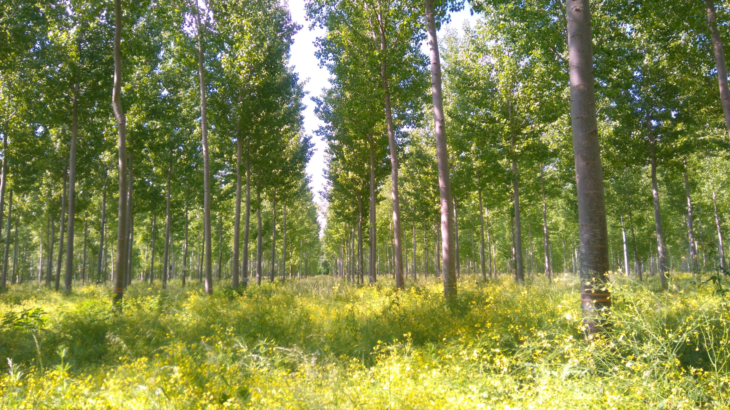 La région Occitanie met en place des aides en faveur de la populiculture