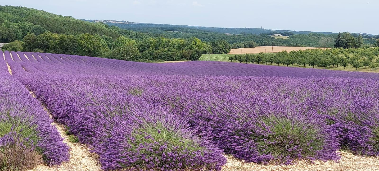 Les aides d&rsquo;investissement pour les PPAM ouvertes&nbsp;: Ne tardez pas à constituer votre dossier&nbsp;!