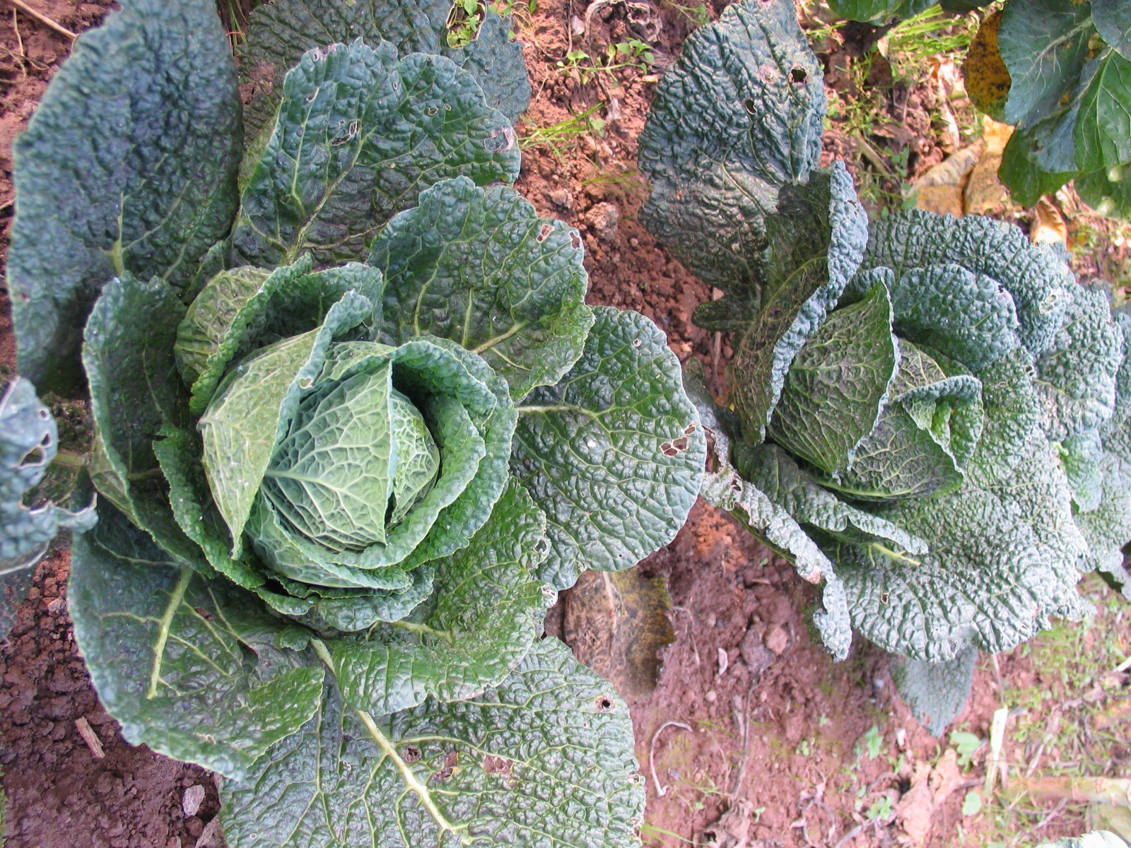 Jardinez avec la lune