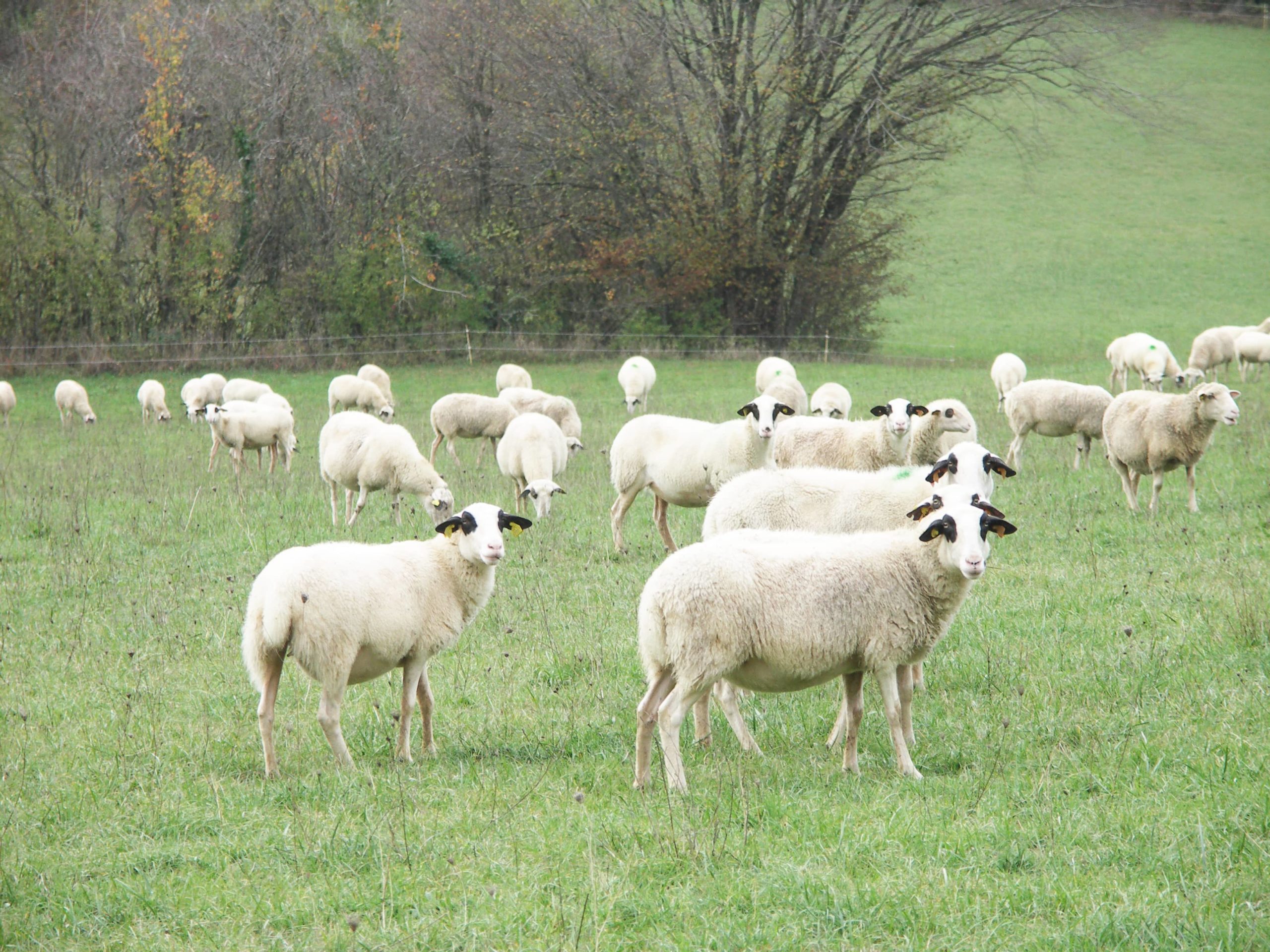 Création d’un espace test agricole ovin