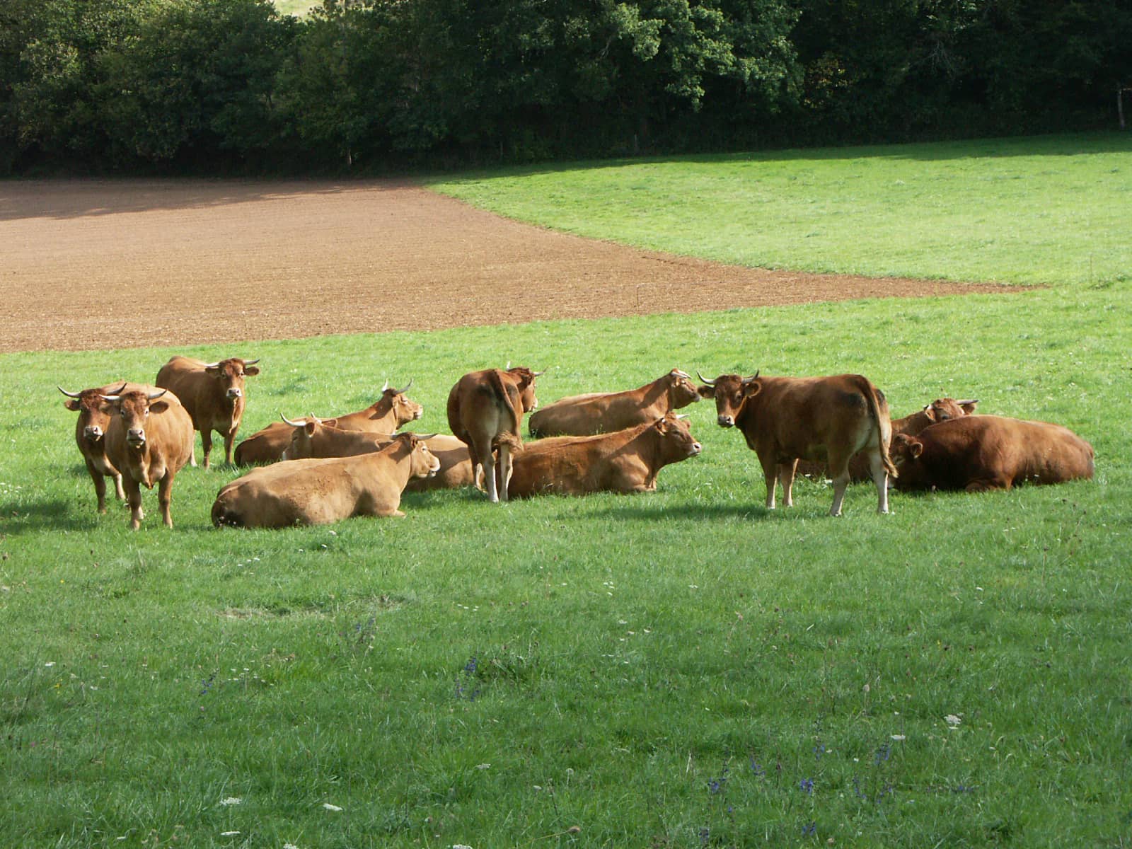 Situation Épidémiologique de la Maladie Hémorragique Épizootique (MHE) au 11/11/23