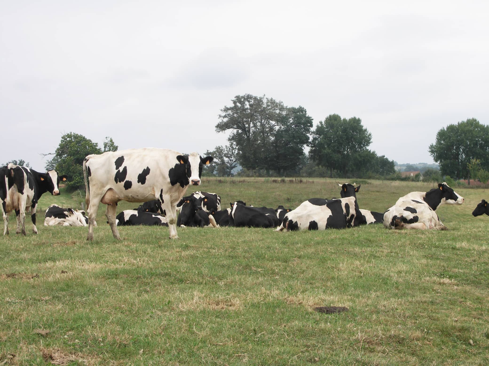 FNPL&nbsp;: Pas de baisse du prix du lait pour financer les promotions&nbsp;!