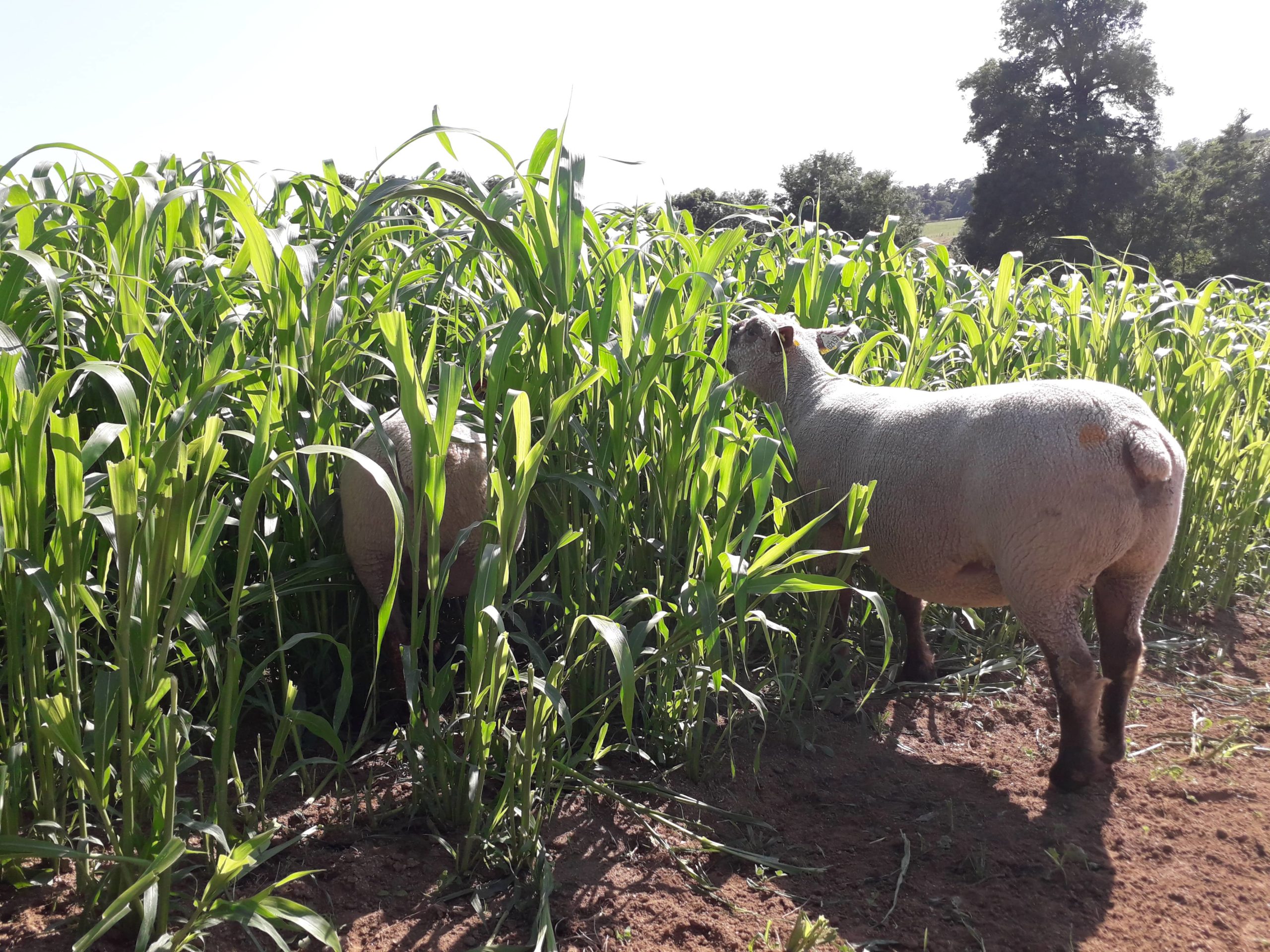 Du sorgho à pâturer