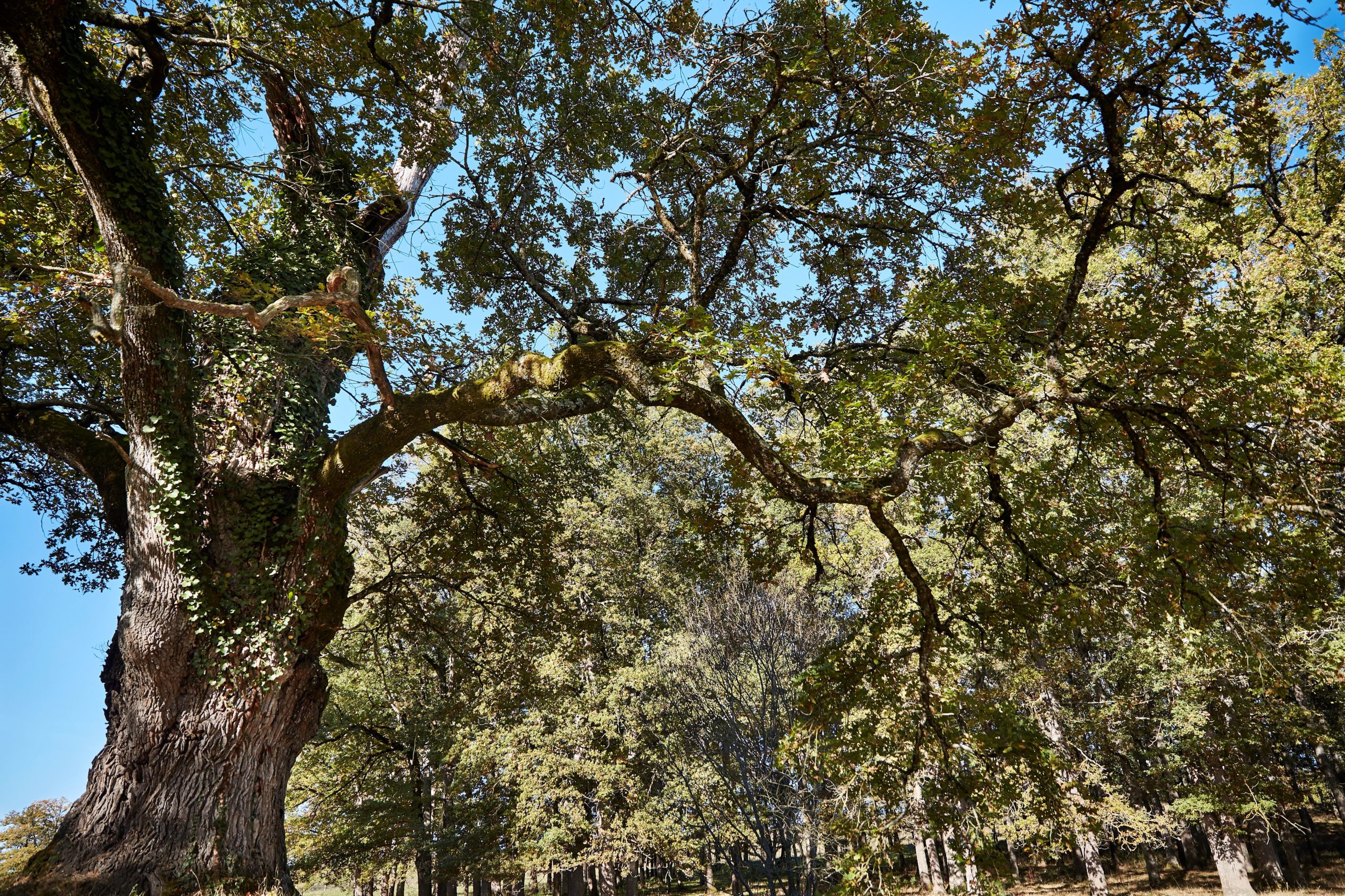 Une promenade à la découverte des vieux arbres