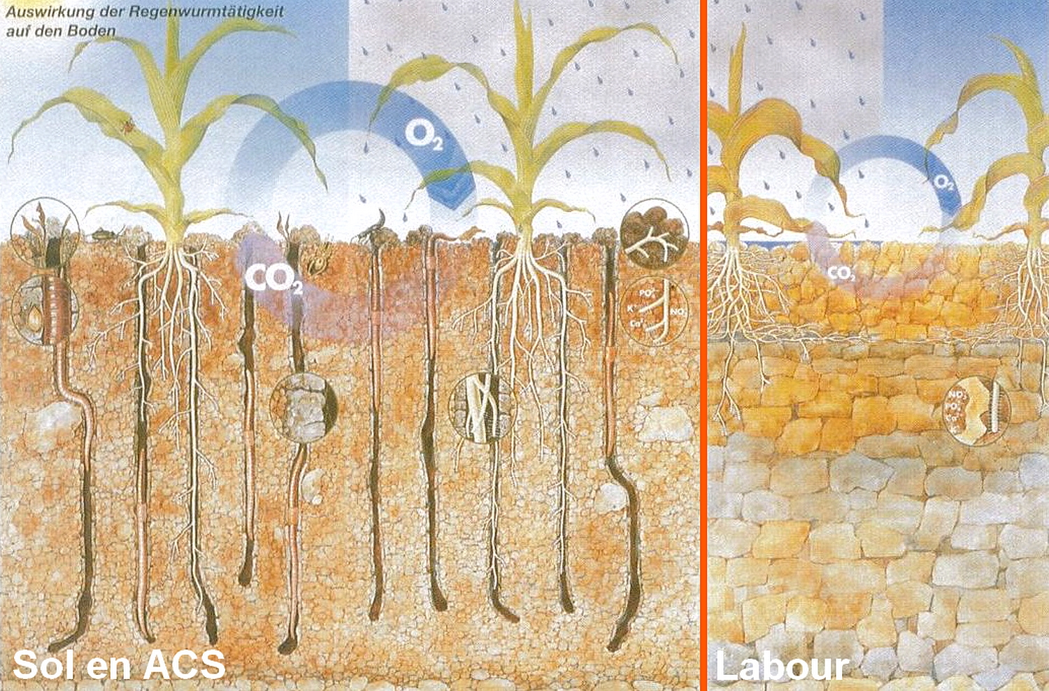 Agriculture de conservation&nbsp;: Réussir les cultures d’été en semis direct