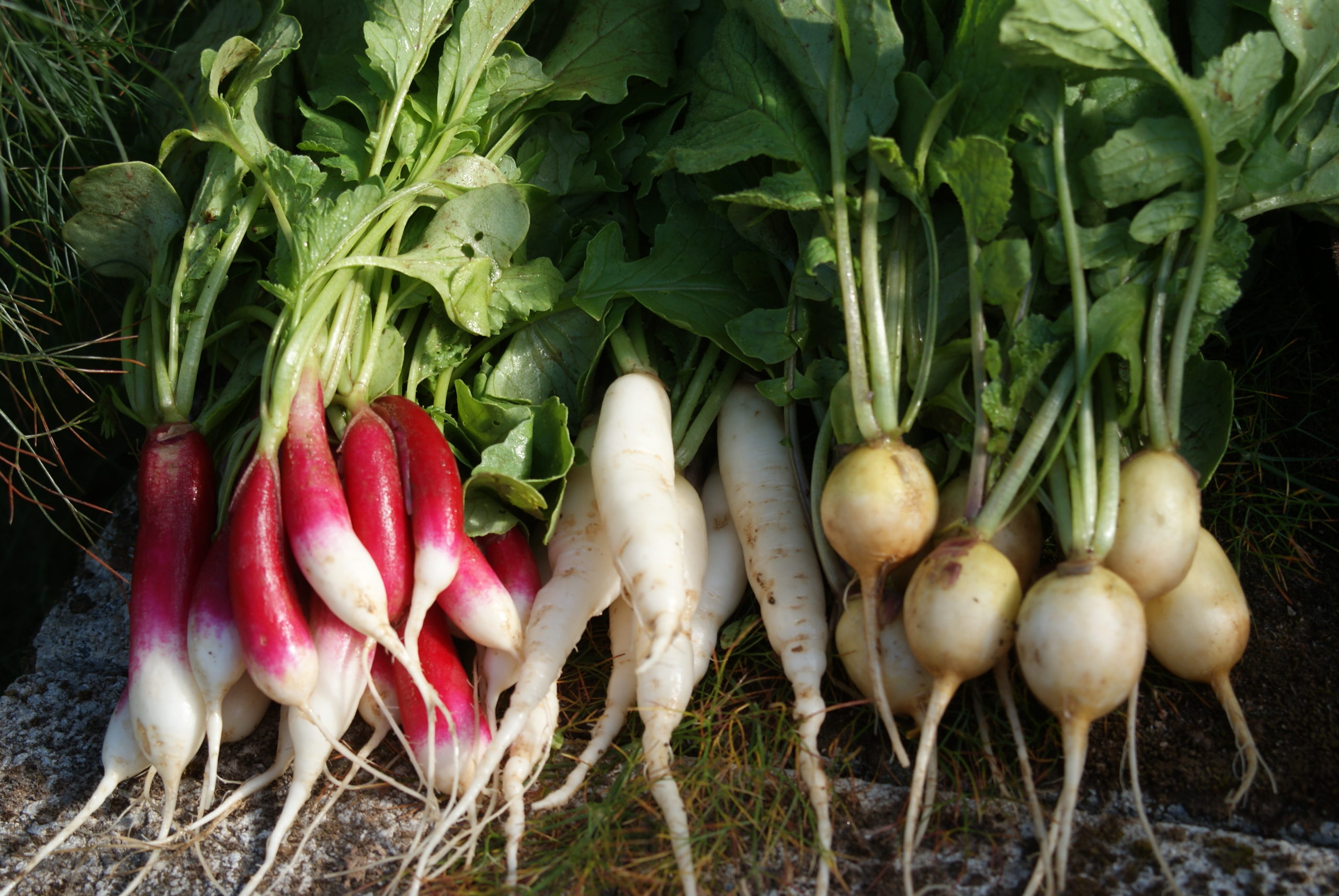 Jardinez avec la lune