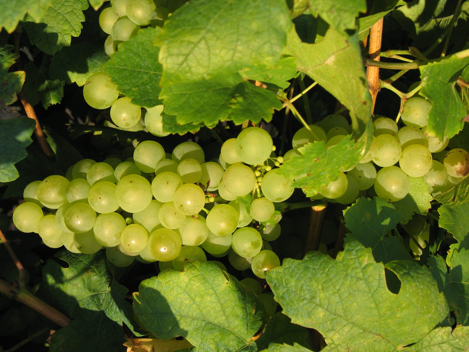 Jardinez avec la lune