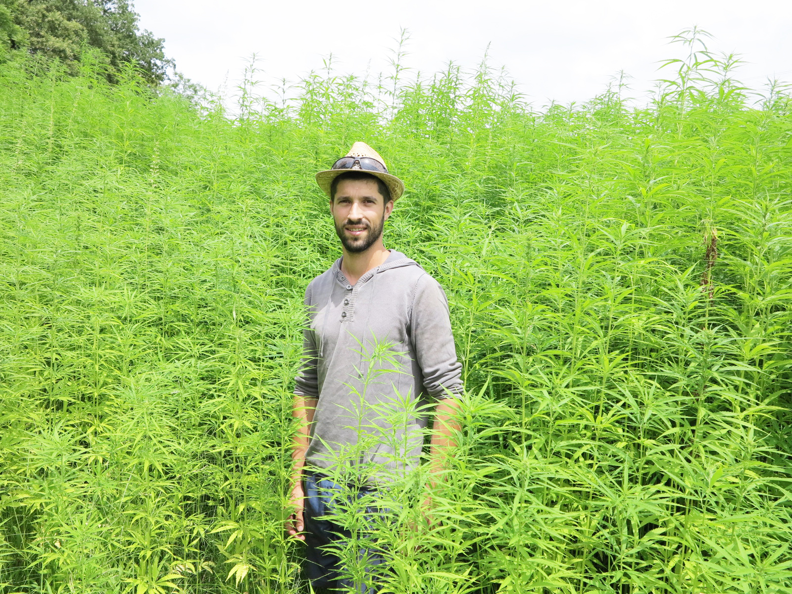 Transition agro-écologique&nbsp;: Le chanvre revient sur le Quercy