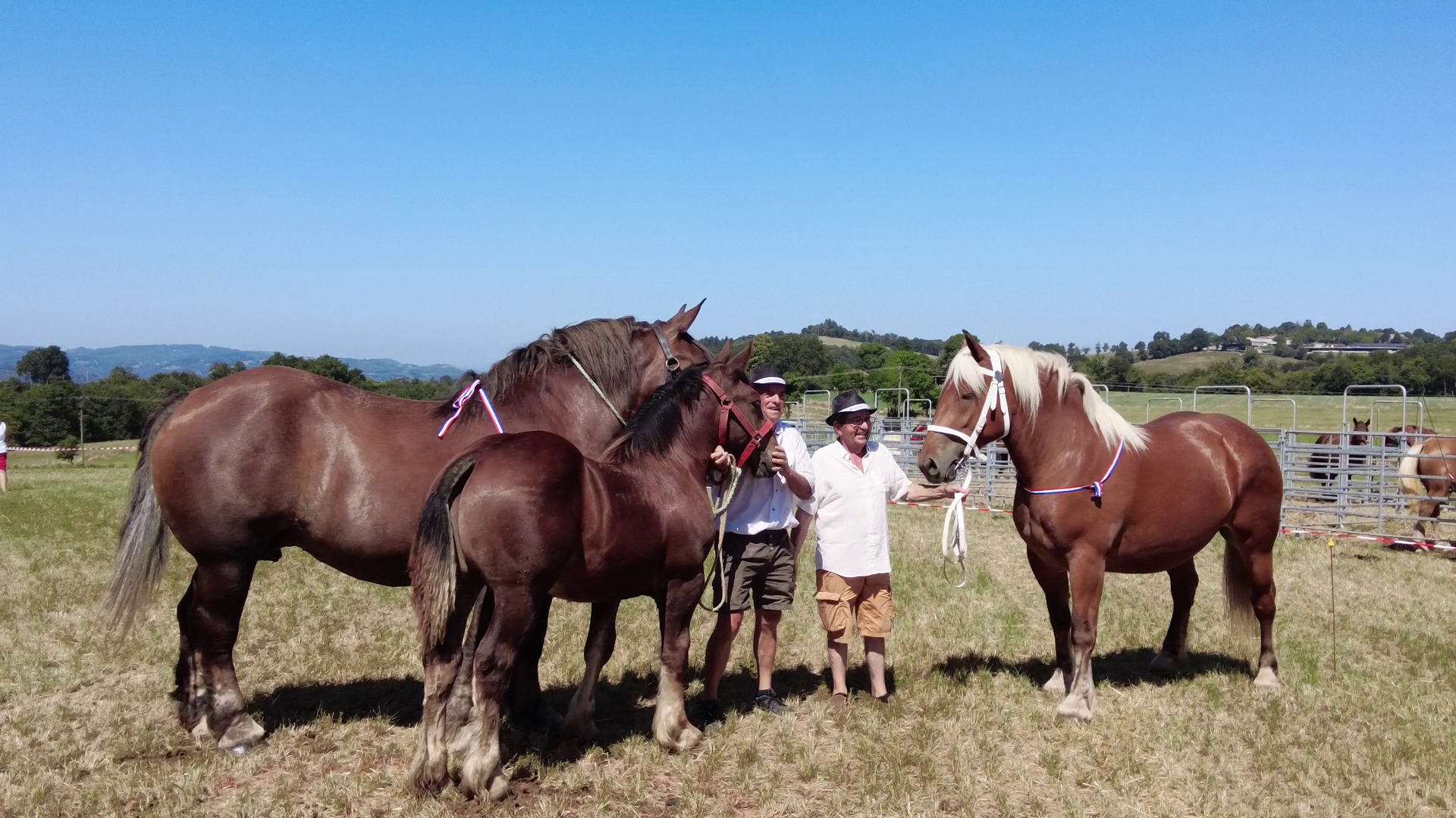 Résultats&nbsp;: Concours chevaux lourds