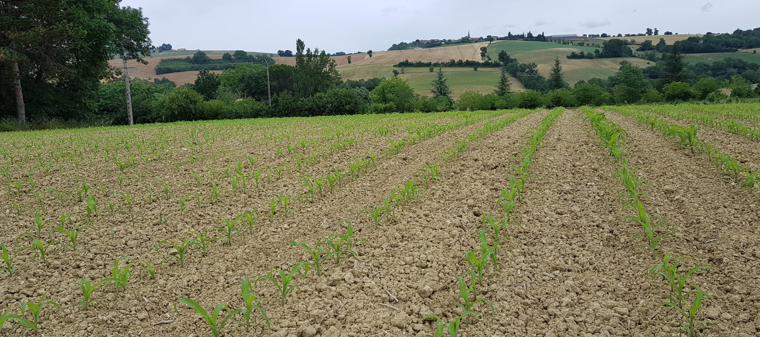 Grandes cultures Bio&nbsp;: Explorez le Guide de Lecture pour les Grandes Cultures Bio