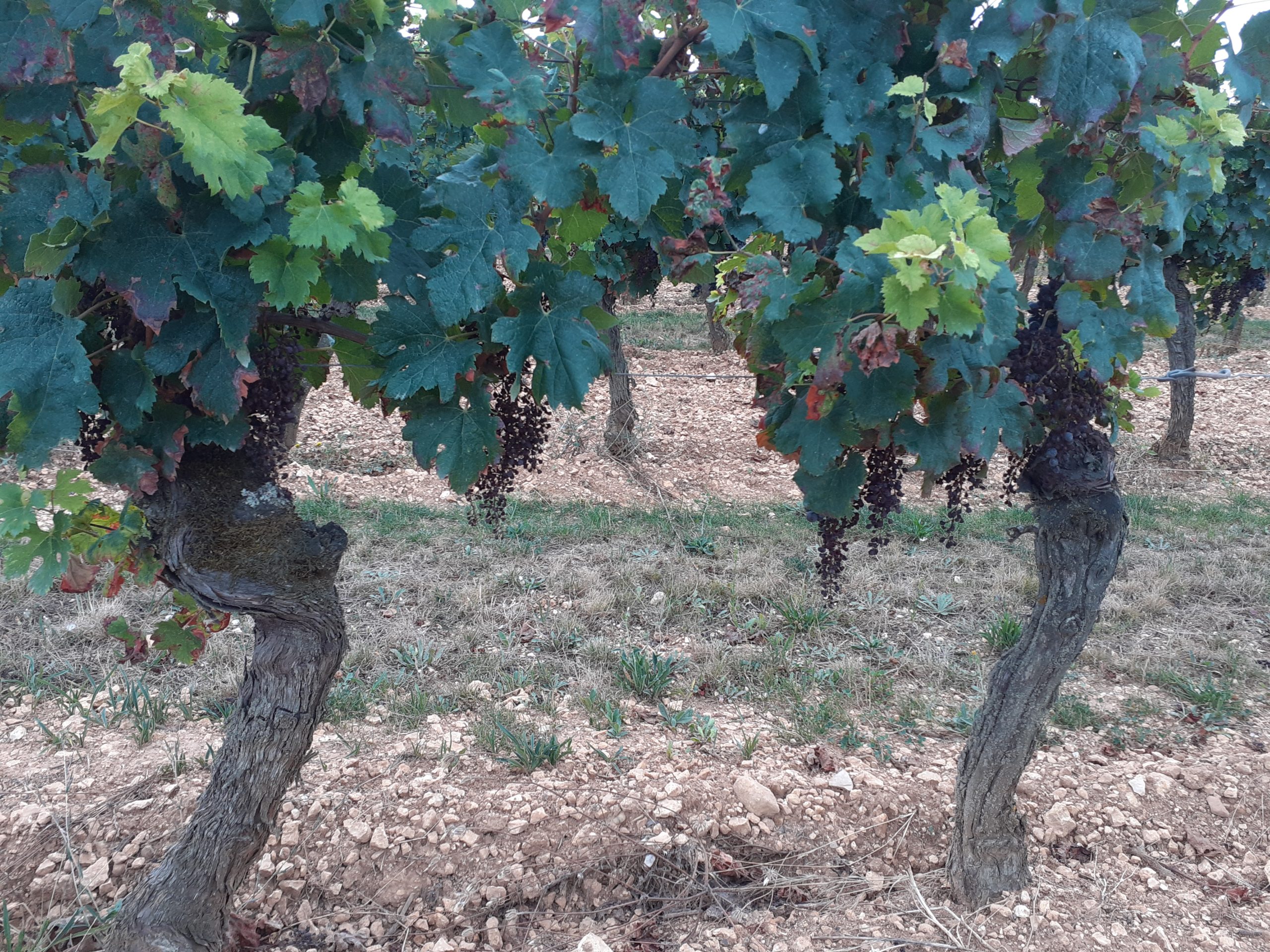 Viticulture&nbsp;: Une vendange 2023 très sinistrée par les maladies