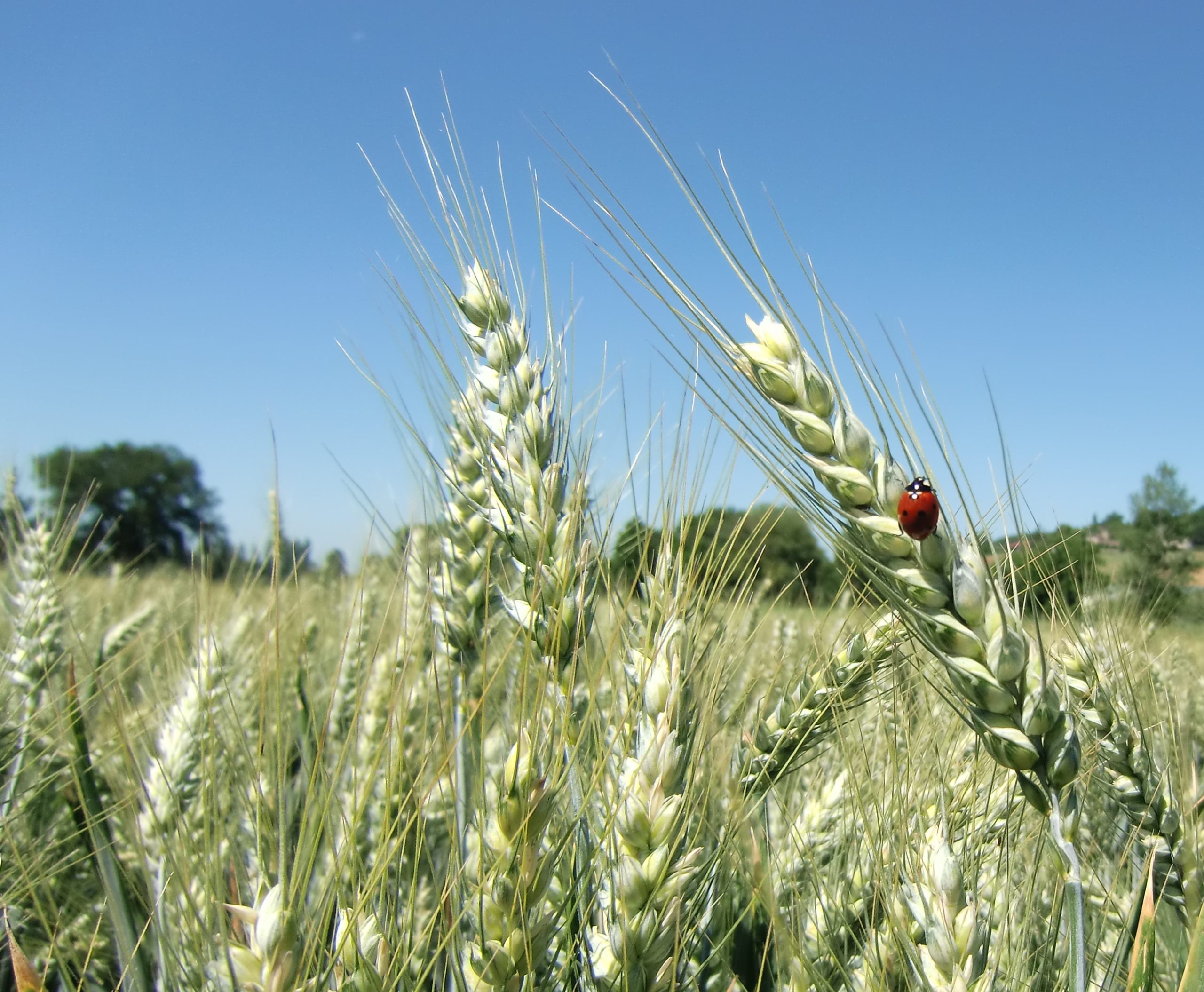 Grandes cultures bio&nbsp;: Des défis à relever pour répondre aux marchés