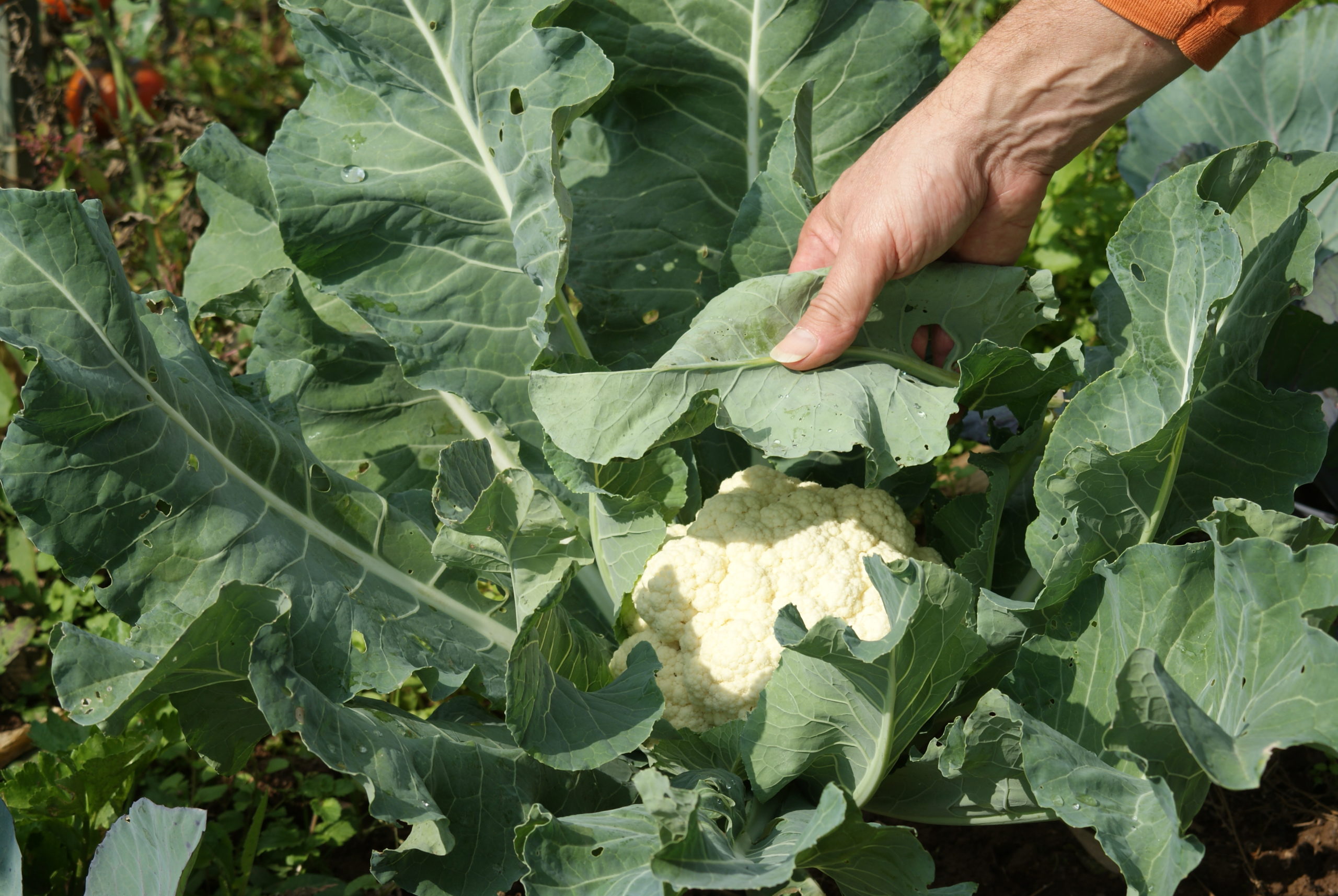 Jardinez avec la lune