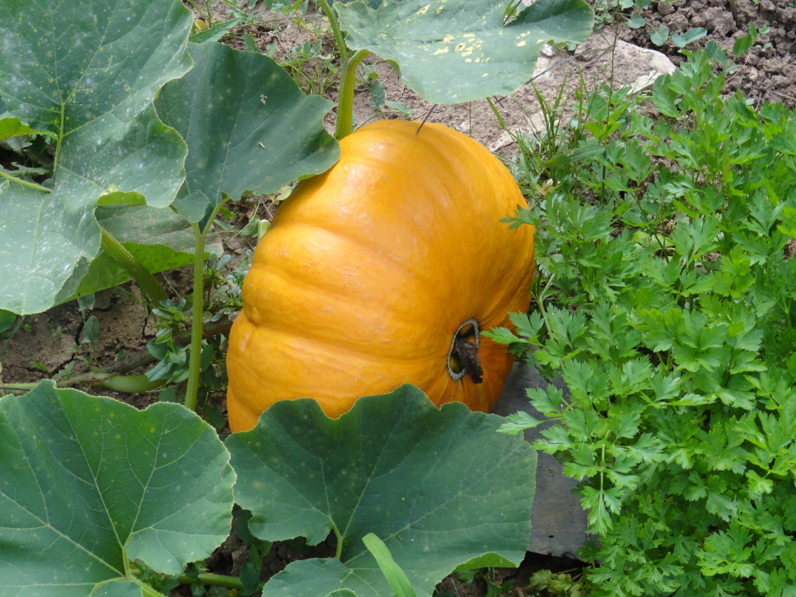 Jardinez avec la lune