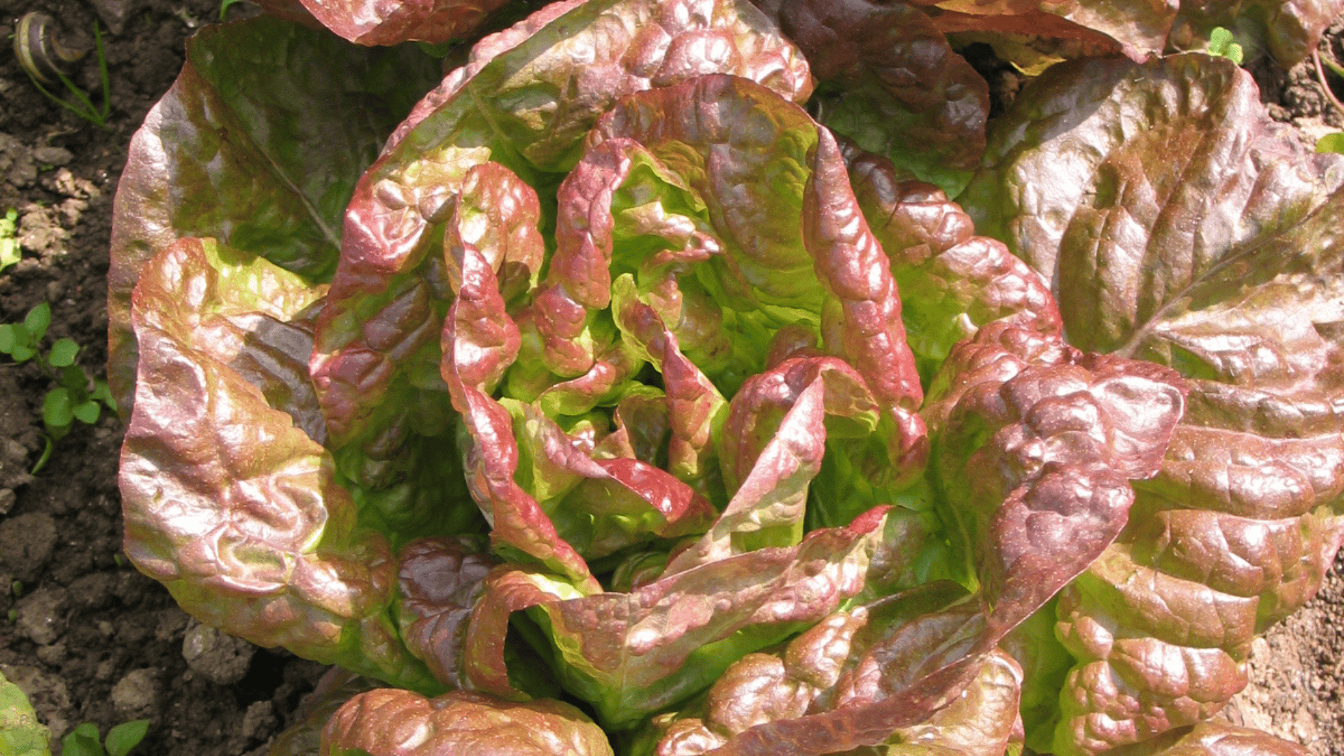 Jardinez avec la lune