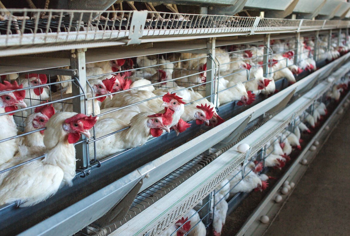 Elevage Bien-être animal&nbsp;: les mises en garde françaises