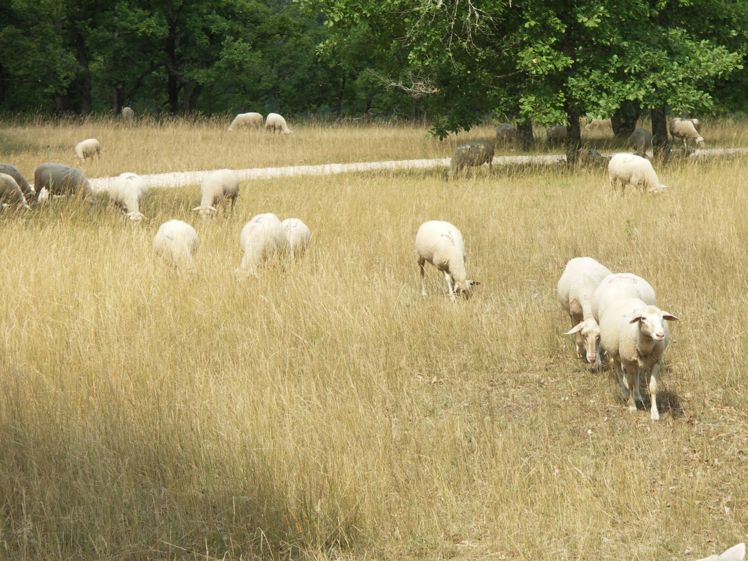 Pertes de récoltes sécheresse 2022 Le paiement des indemnisations est terminé