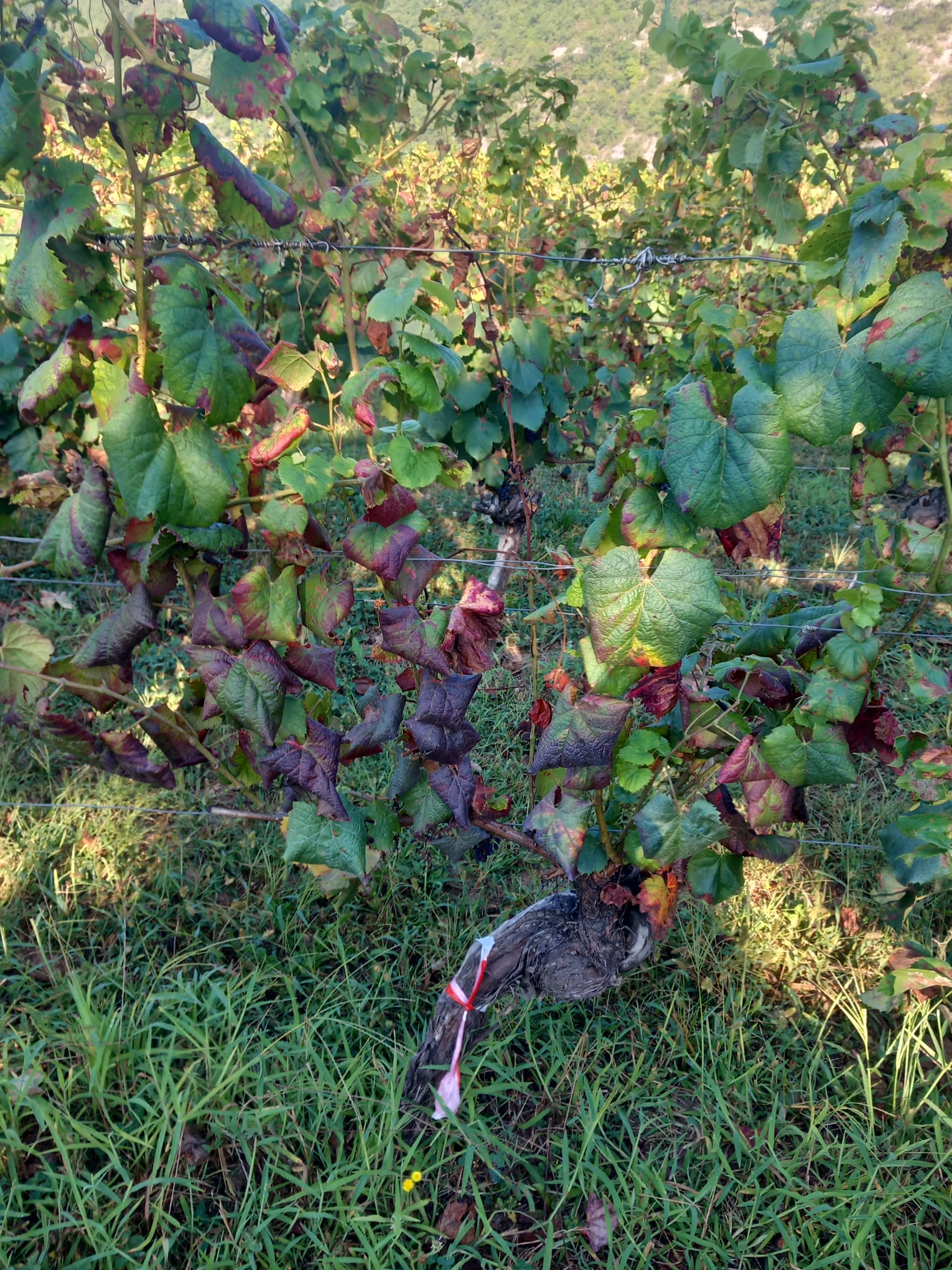 Prospection de la flavescence dorée&nbsp;: La campagne 2023 est lancée