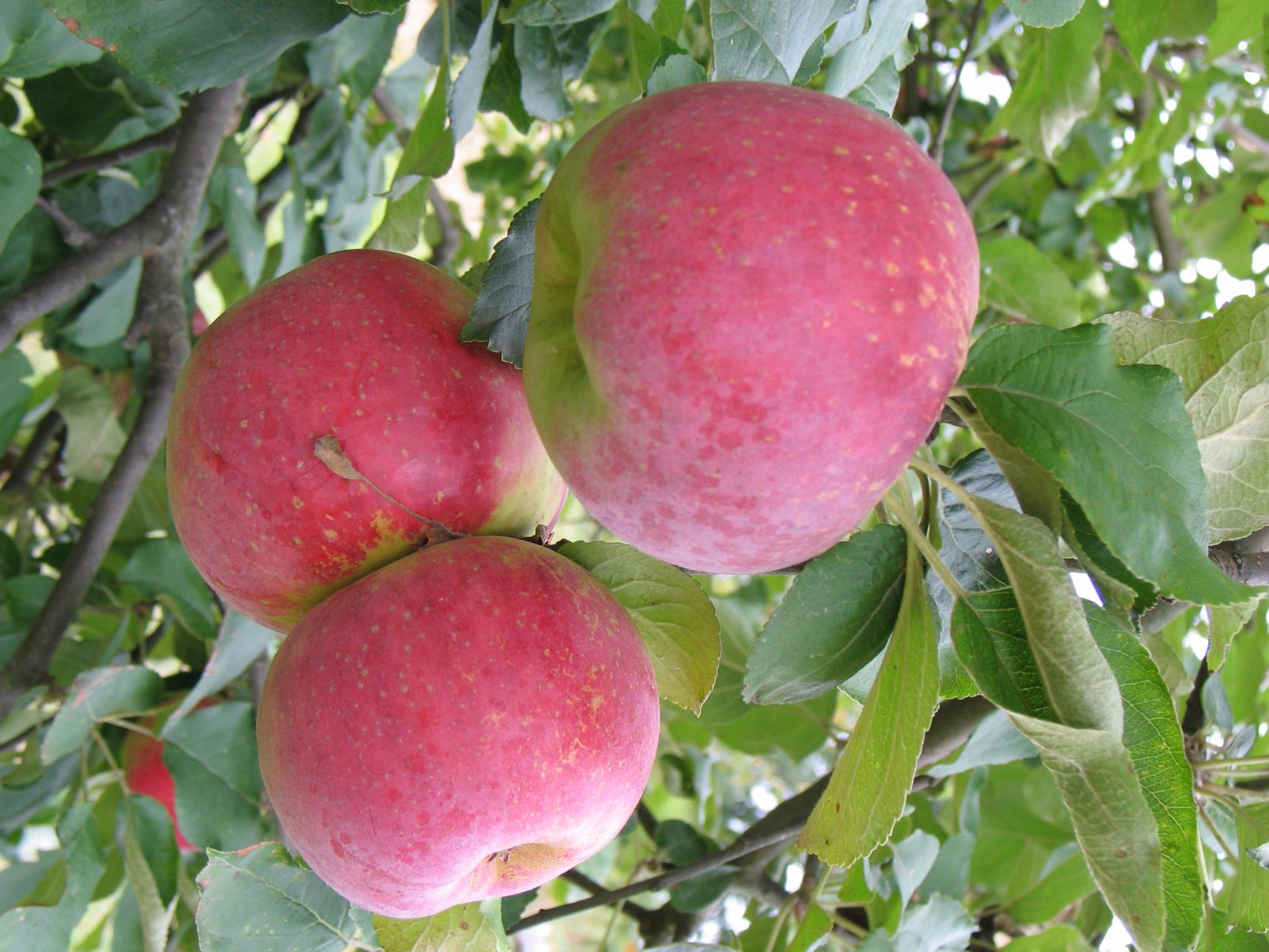 Jardinez avec la lune