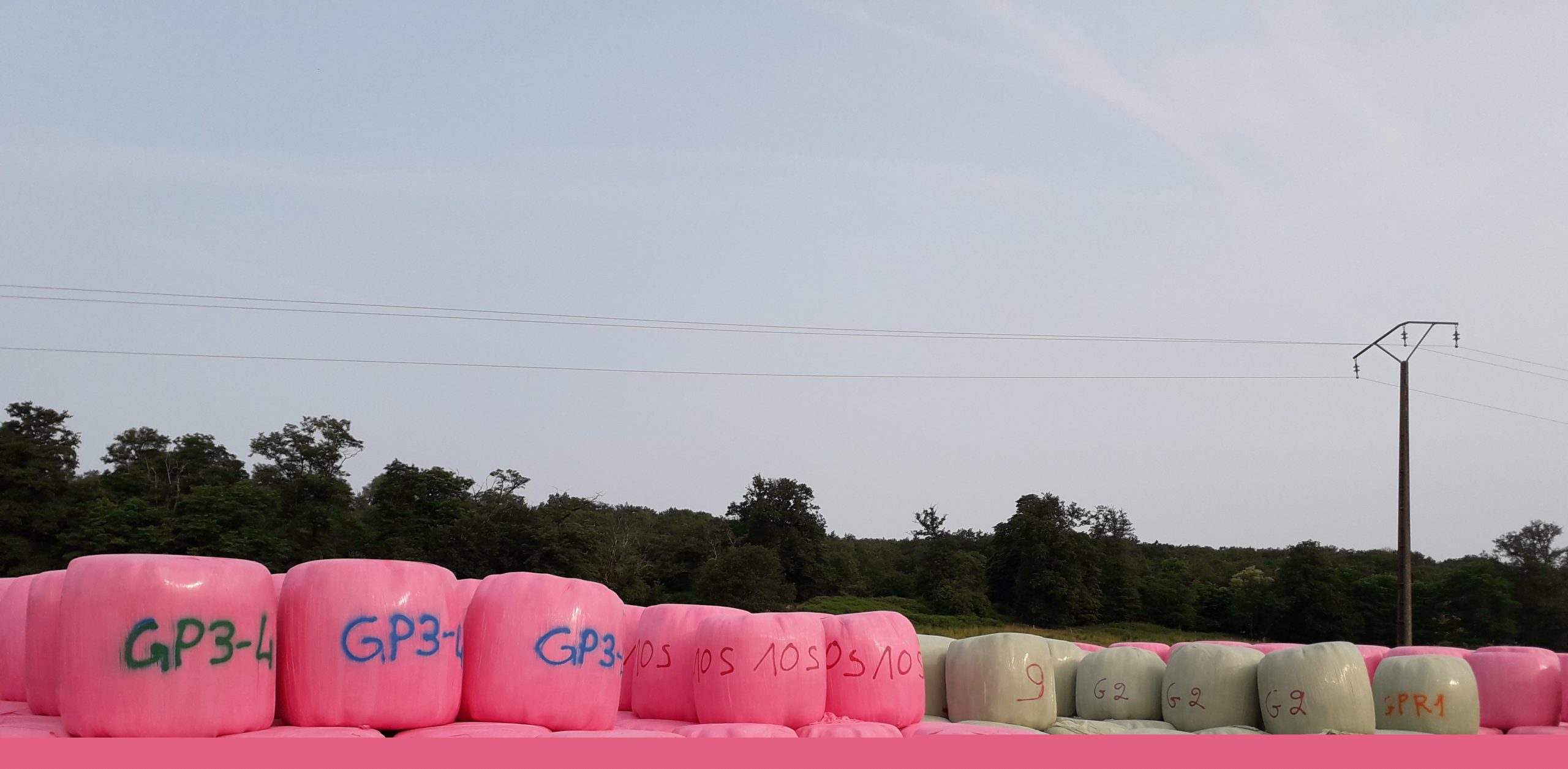 Se passer de concentré azoté avec un fourrage de légumineuses pures