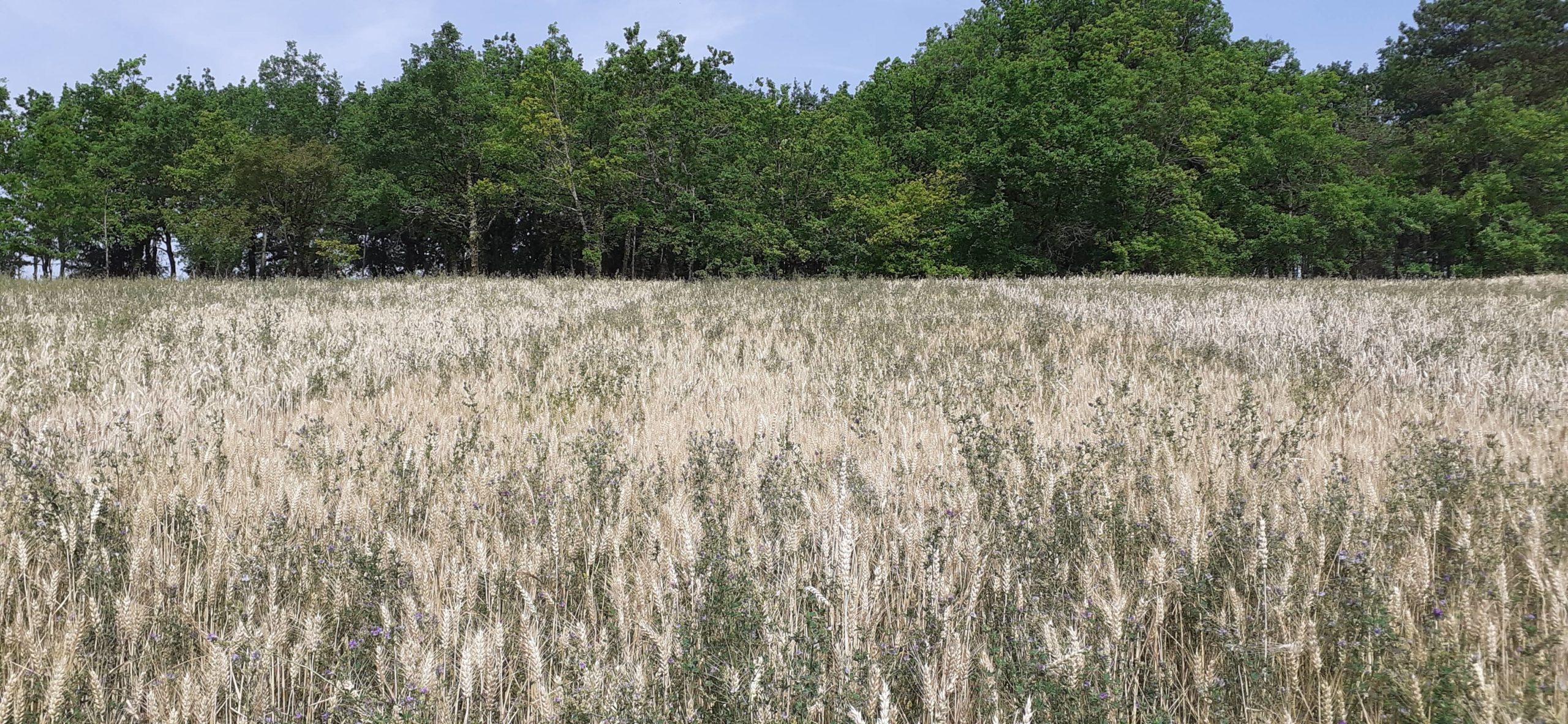 Focus sur l&rsquo;Agriculture Biologique et les Aides de la PAC