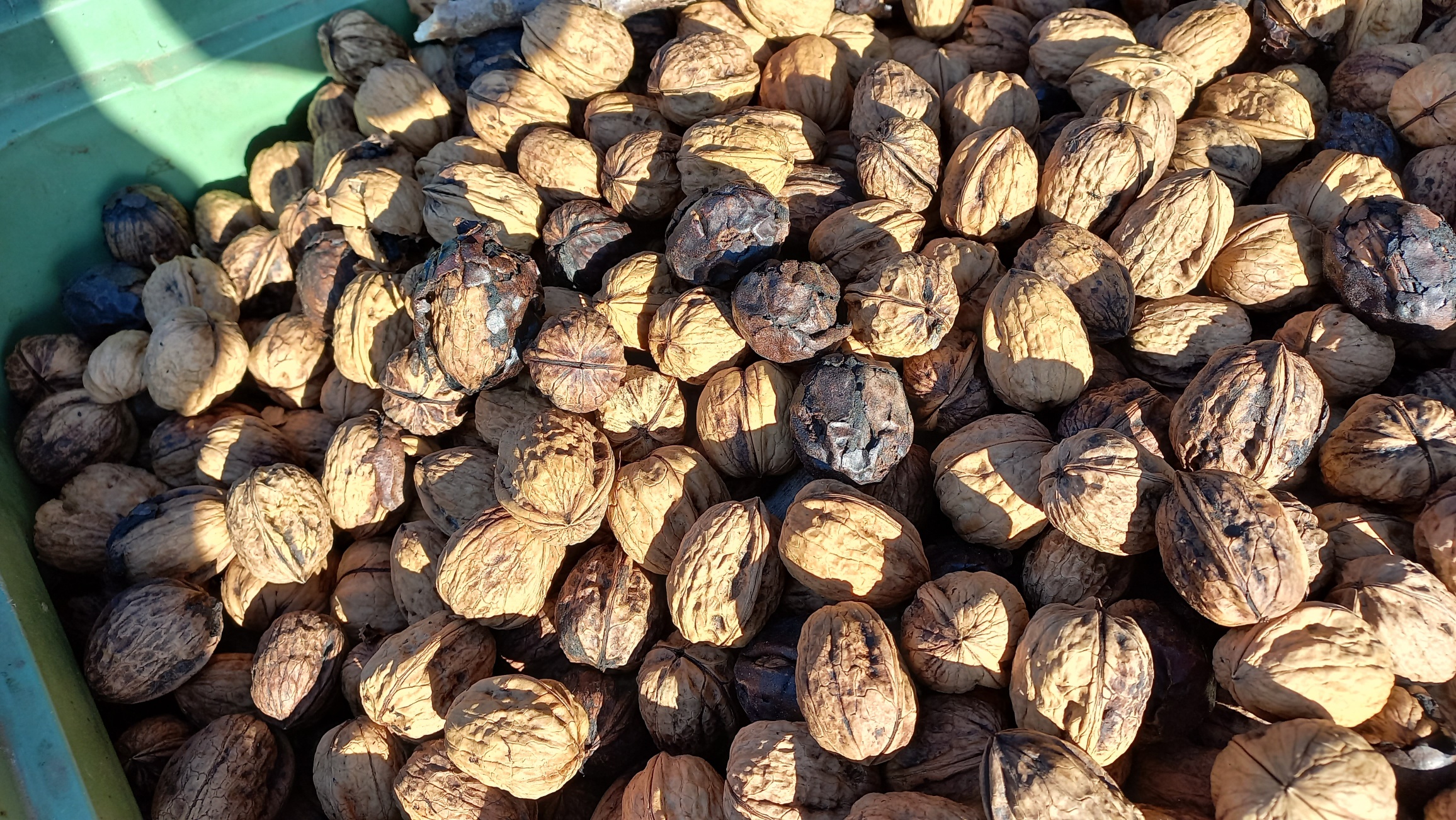 Demande d&rsquo;aide&nbsp;: Ouverture du téléservice pour les producteurs de cerises et de noix du 31/10 au 20/11