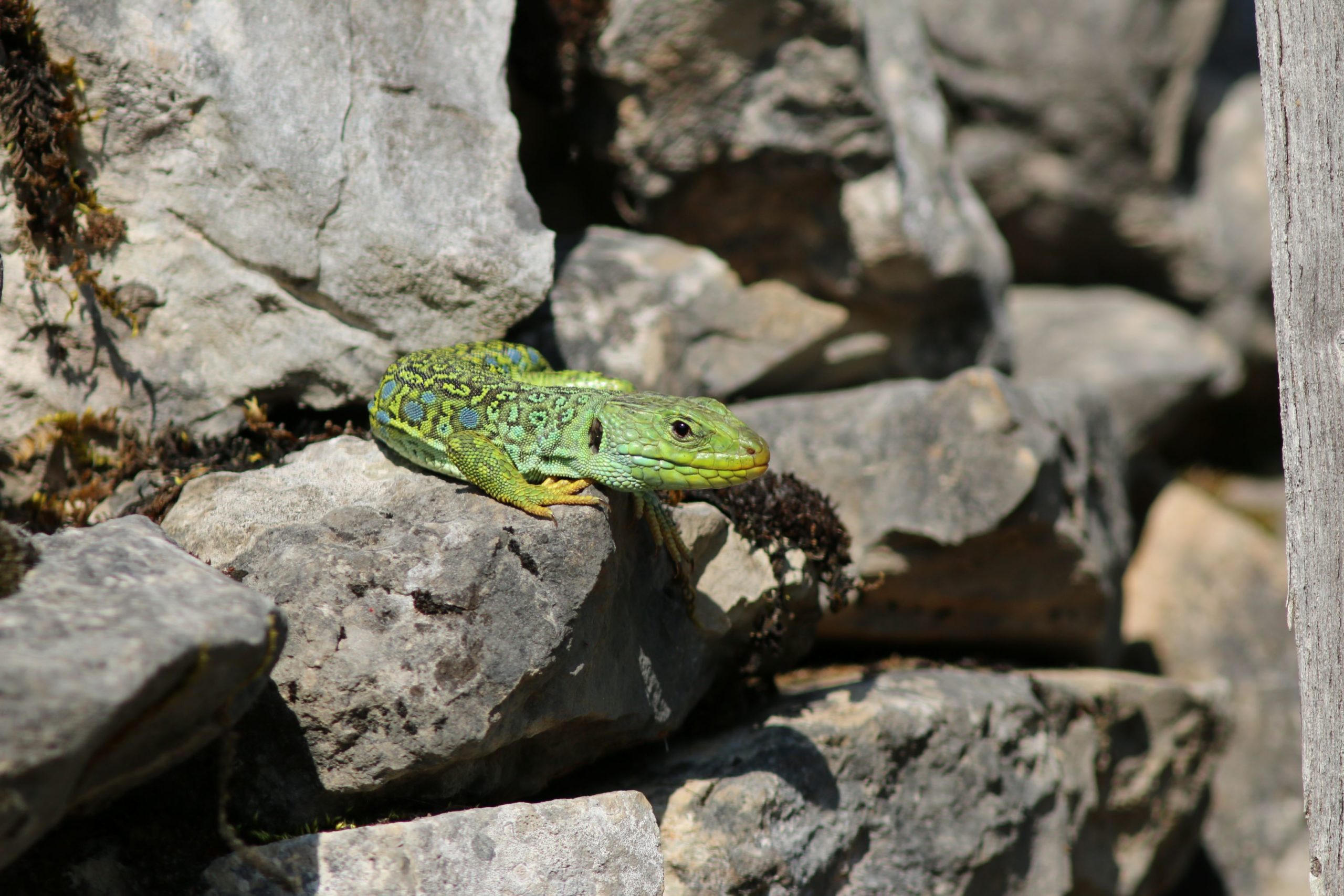 Le Parc présent à la Journée du développement durable