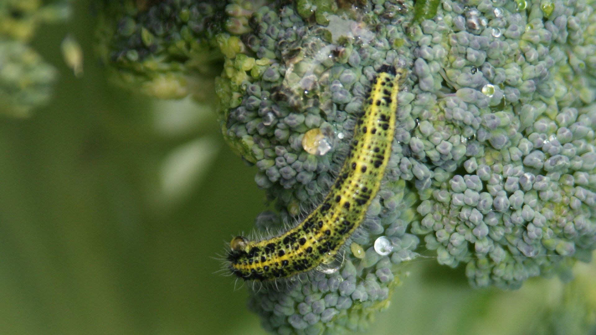 Jardinez avec la lune