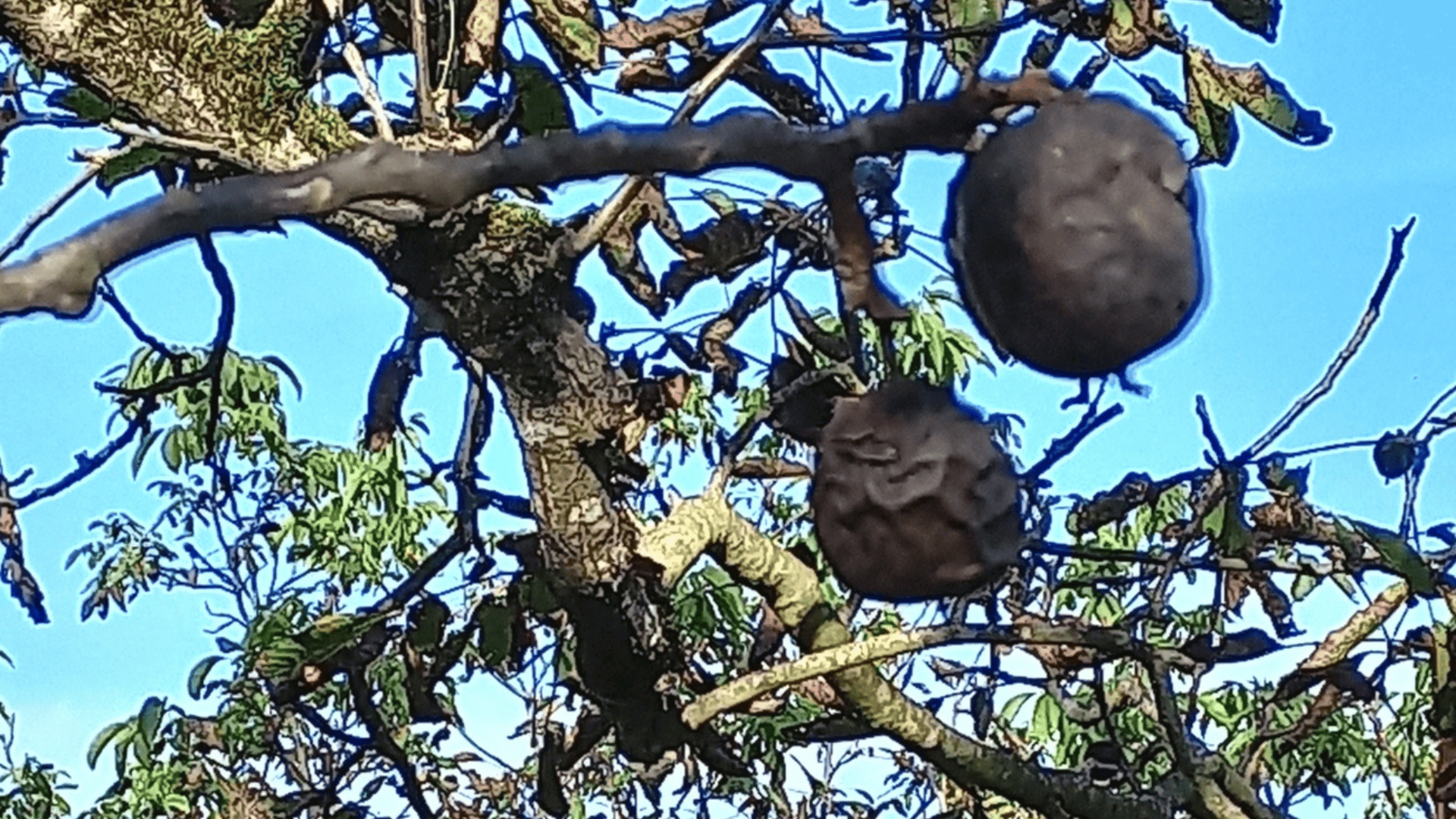 Orage de fin août à St Céré&nbsp;: Production de noix sévèrement touchée