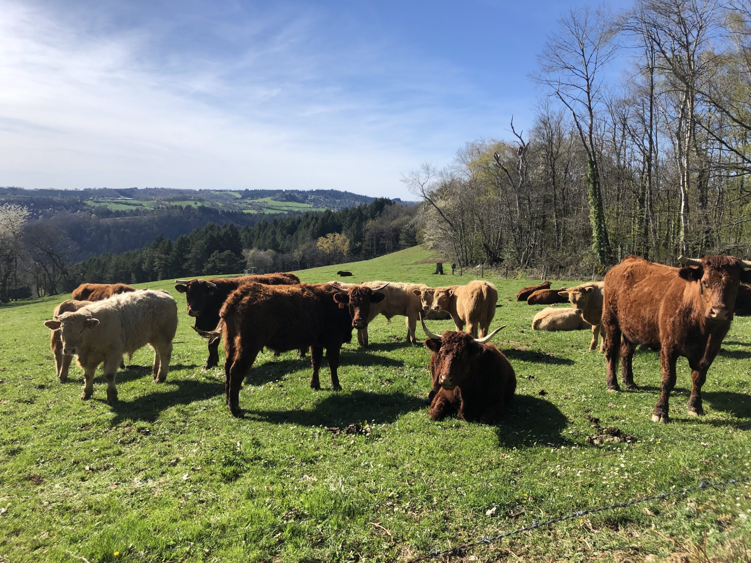 Des formations pour relancer la production bovine dans le Lot