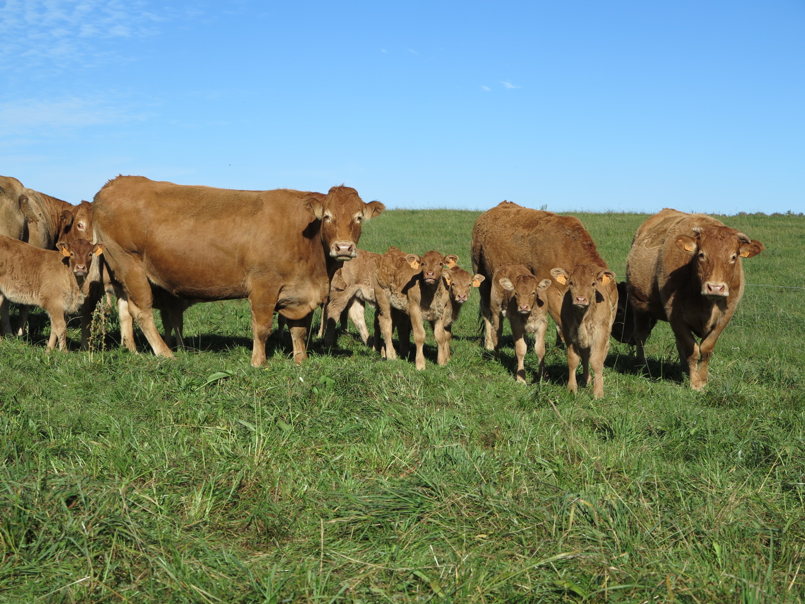 Section Bovine – Laitière&nbsp;: Exclusion des bovins du champ d’IED&nbsp;: la logique a finalement prévalu