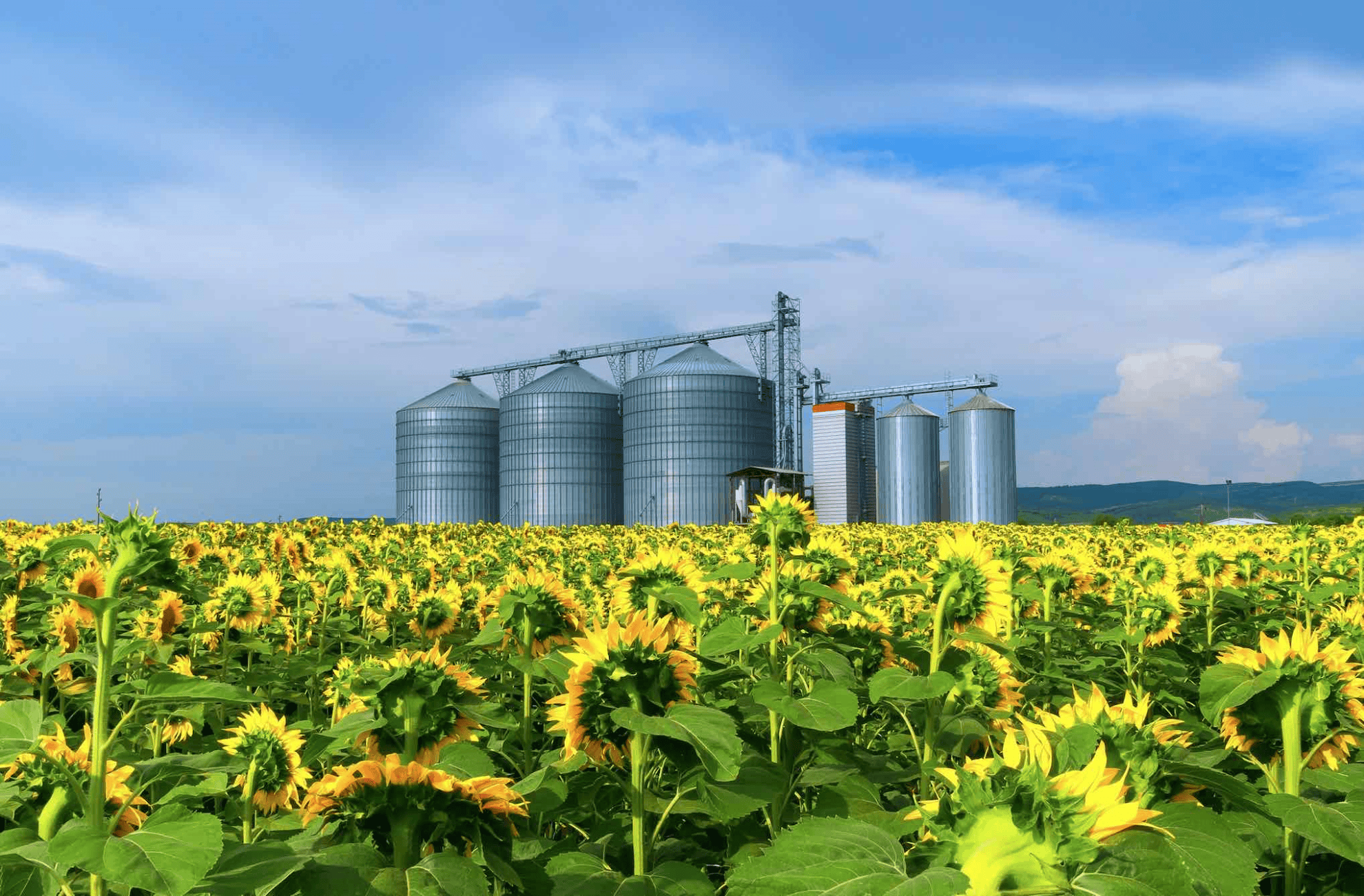 Souveraineté alimentaire&nbsp;: La Coopération agricole plaide pour un choc de compétitivité et de simplification