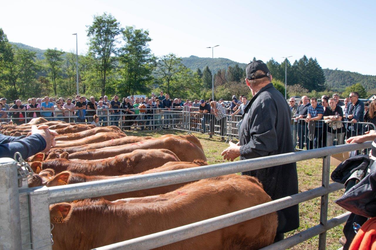 Foire primée et vente aux enchères chez Sol Viandes en Corrèze