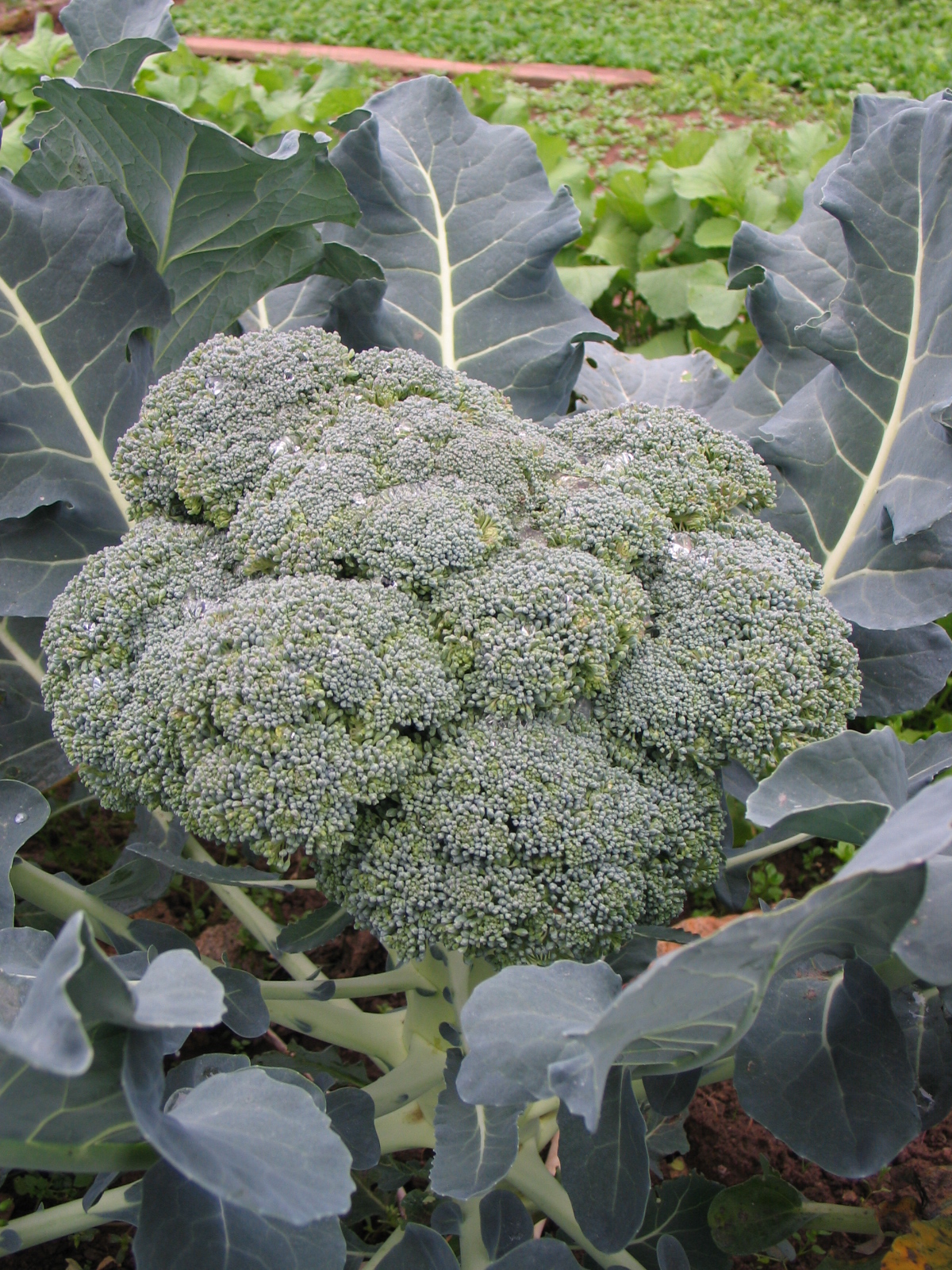 Jardinez avec la lune