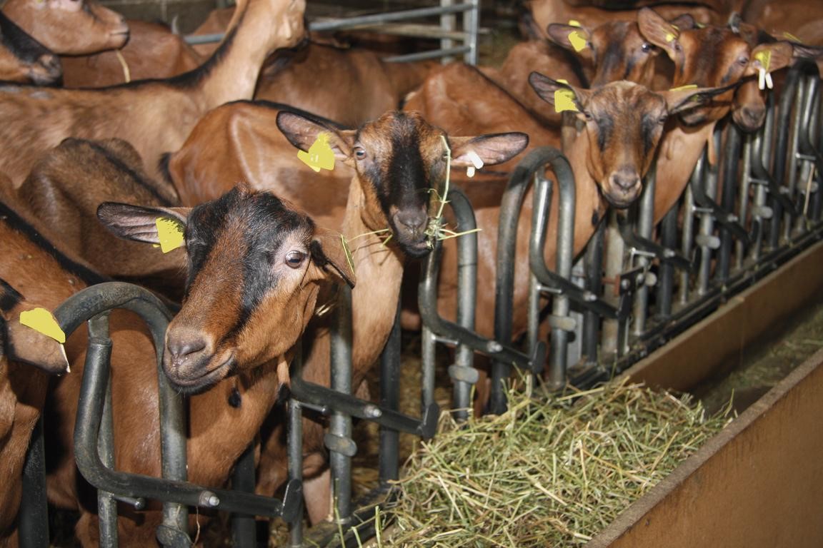BATCOOL&nbsp;: Améliorer le confort des animaux en bâtiment l’été, un enjeu crucial pour leur bien-être