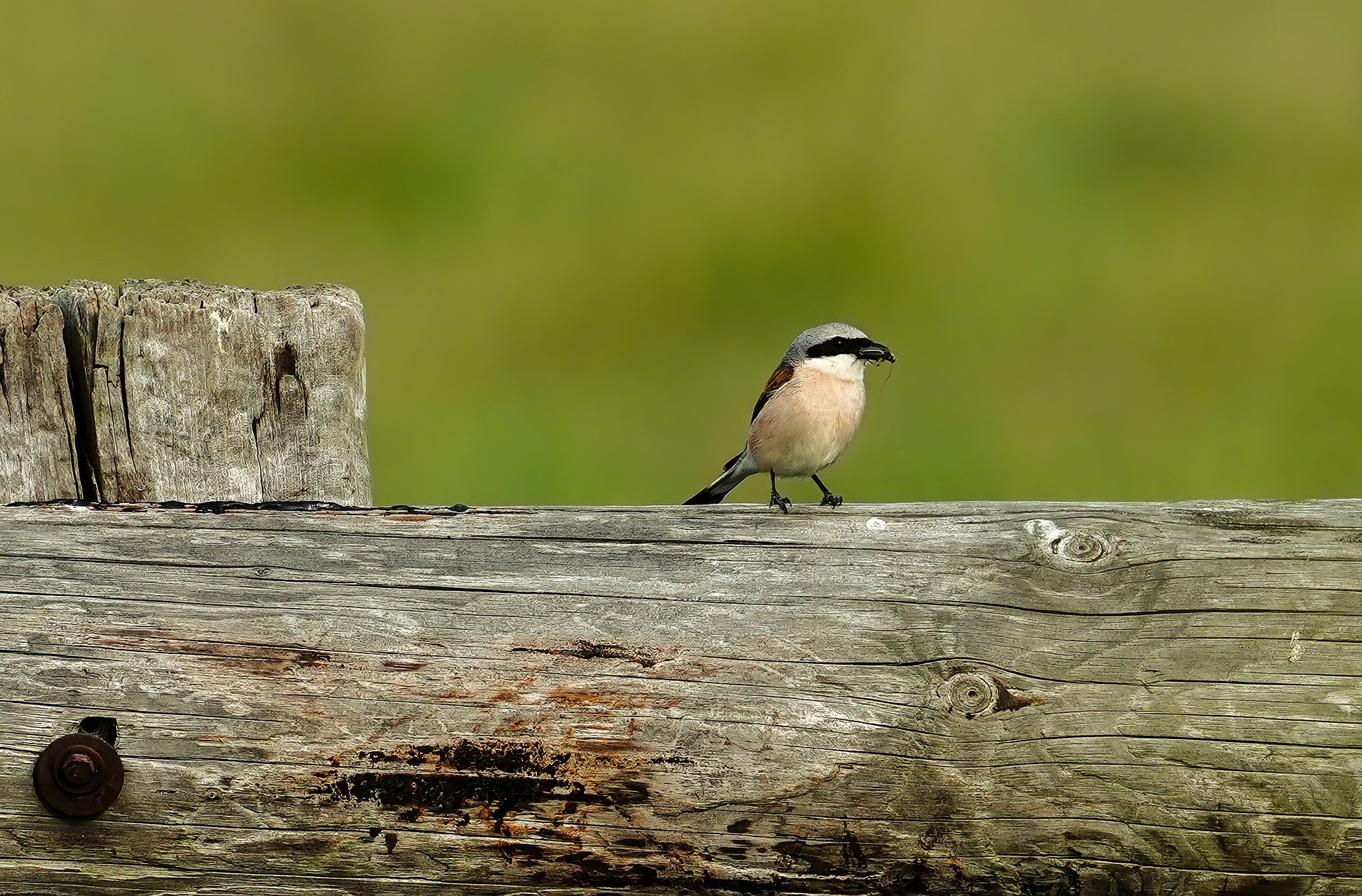 Café-débat de la Réserve géologique : les espèces face au changement climatique