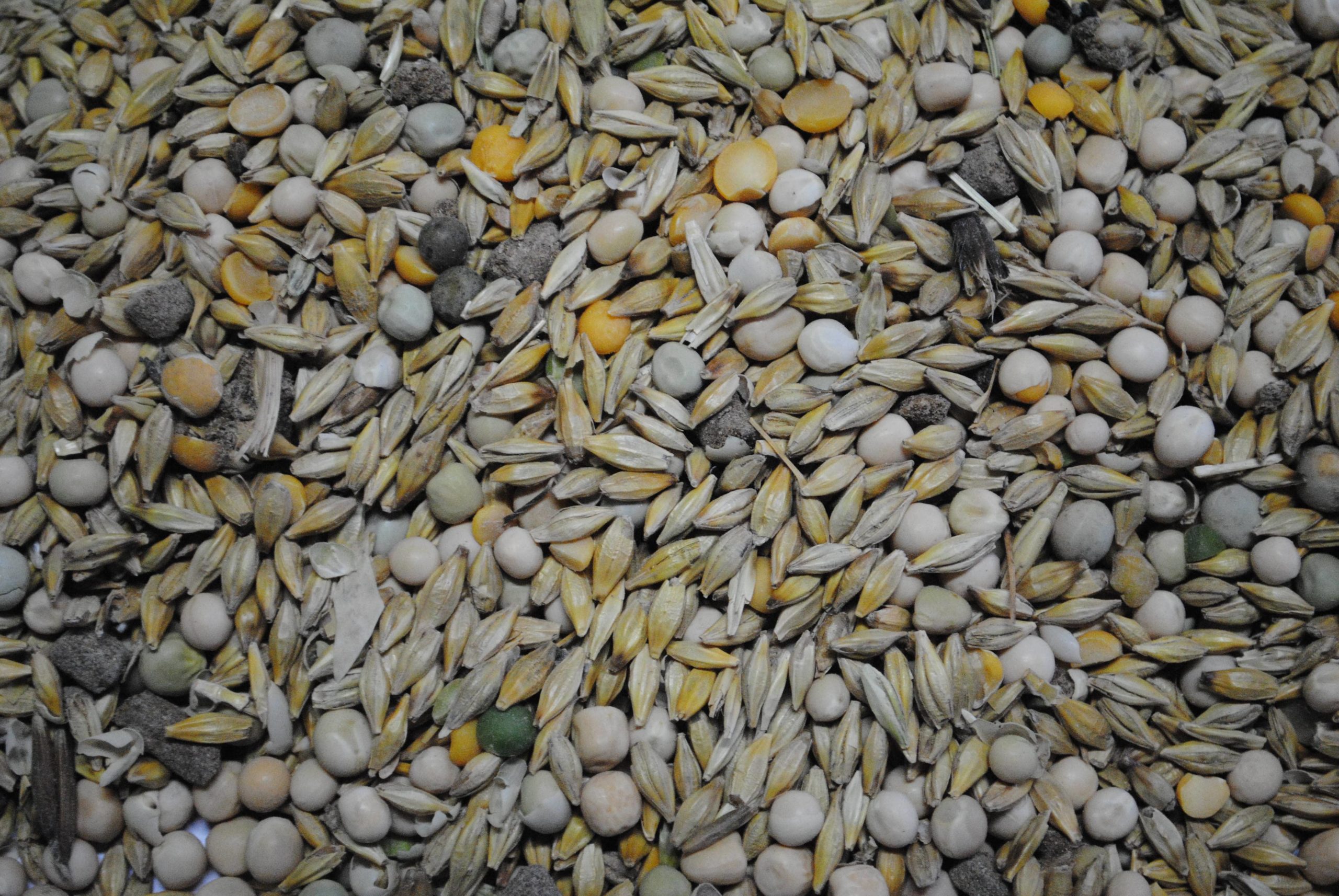 Evaluer la valeur alimentaire d’un méteil grains à partir d’une photo