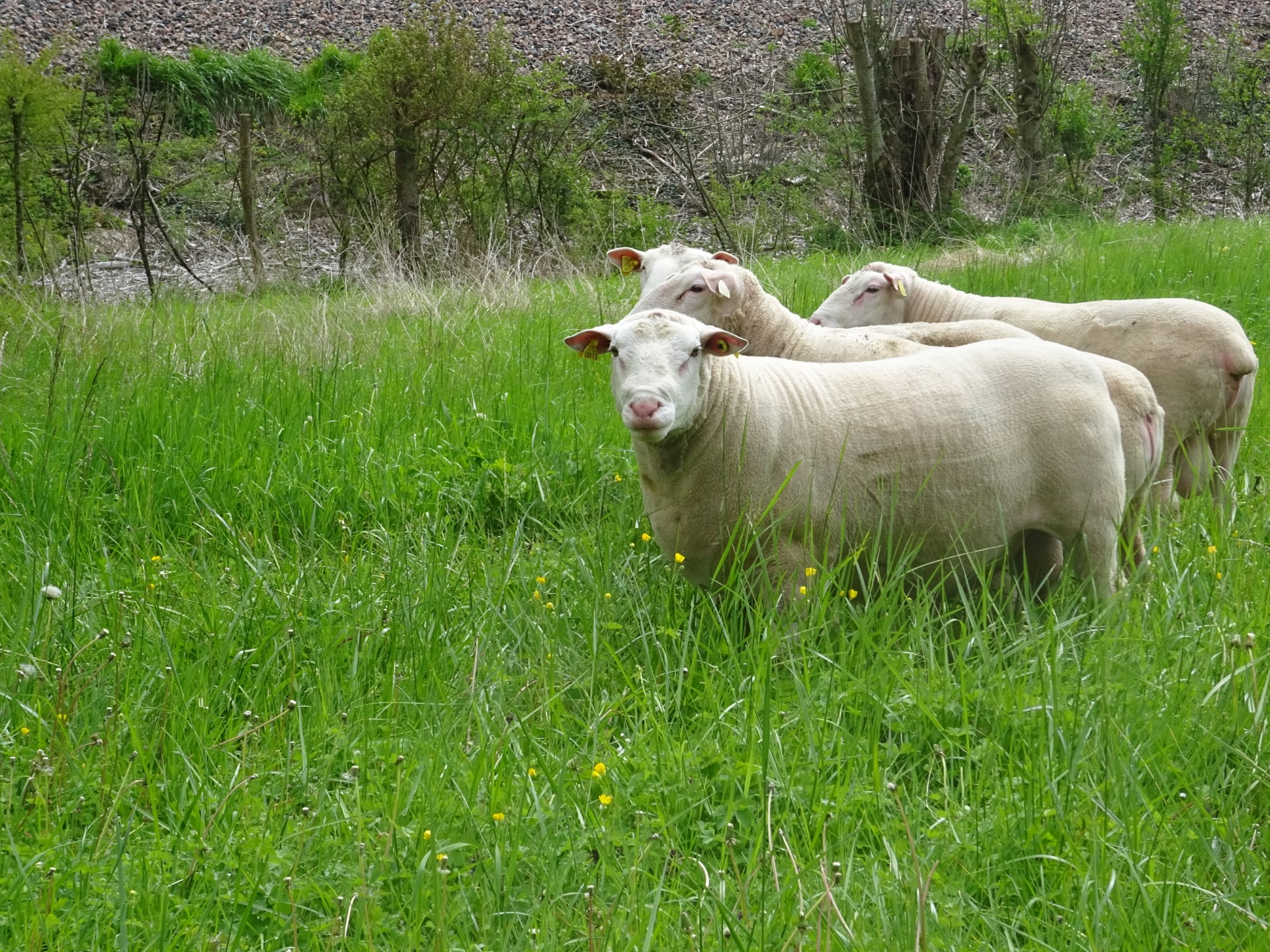 Les agneaux des bons béliers consomment moins que les autres