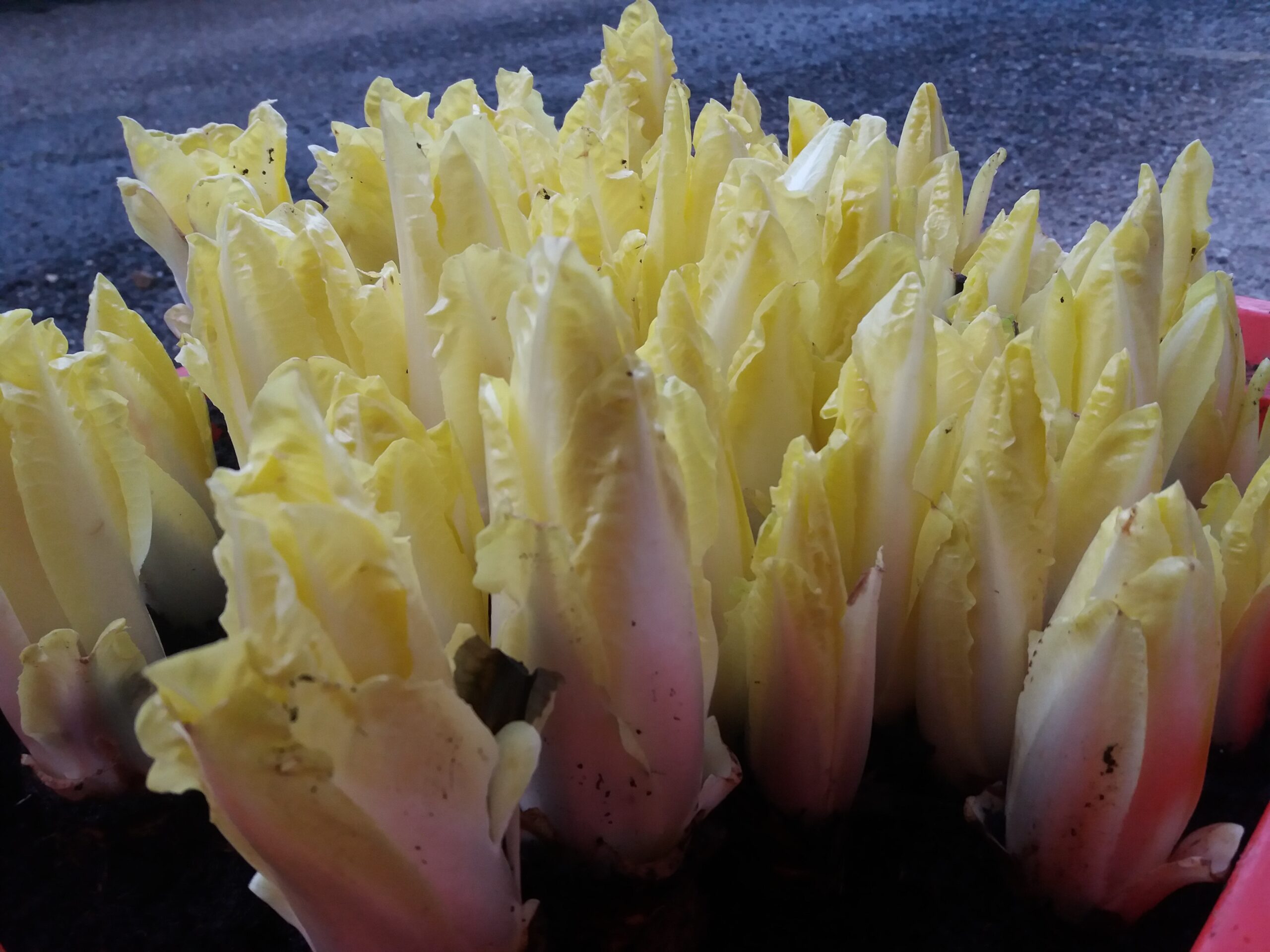 Jardinez avec la lune