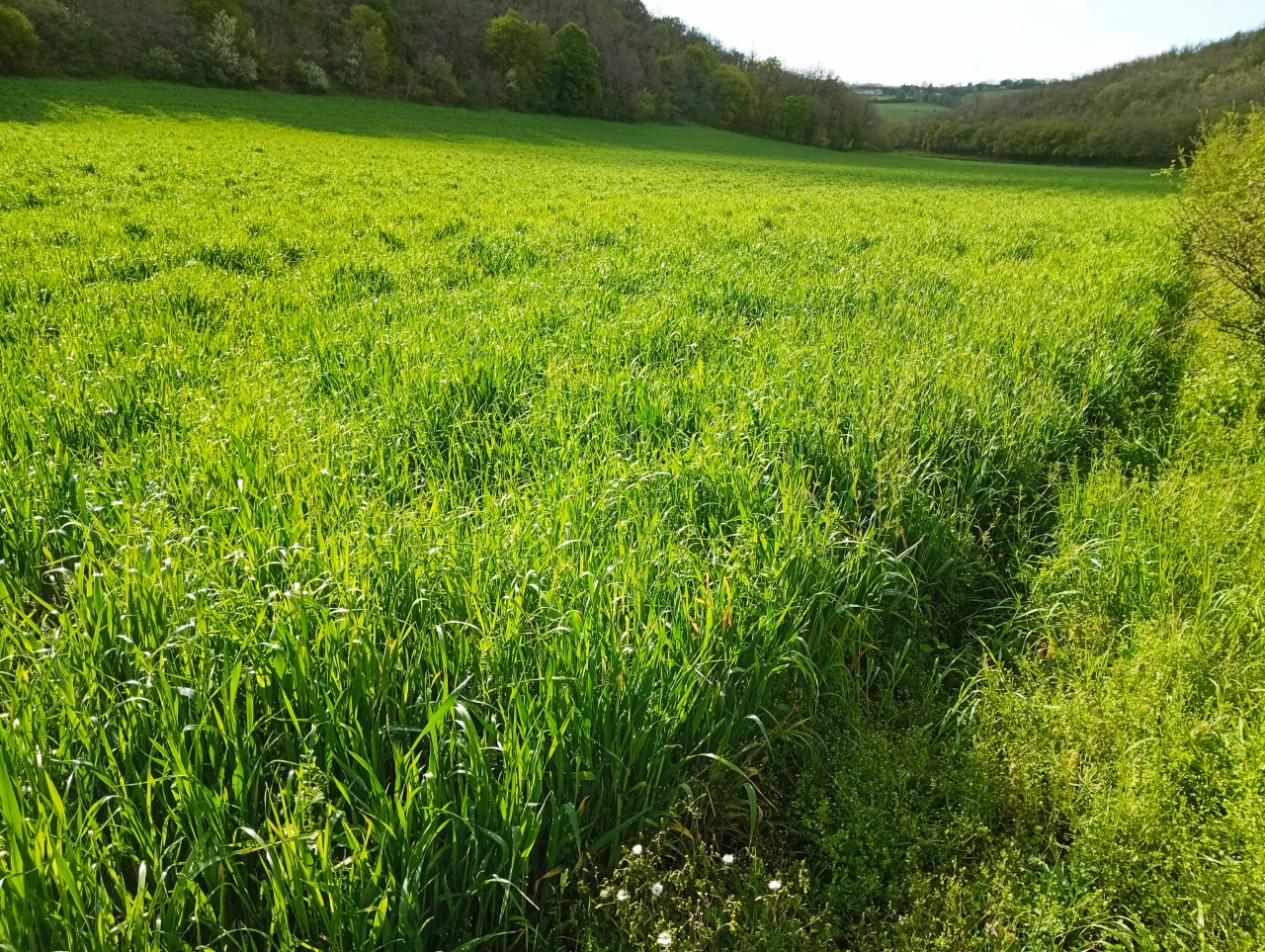 MAEC forfaitaire «&nbsp;Transition des pratiques&nbsp;»&nbsp;: Amélioration de l’autonomie protéique en élevage