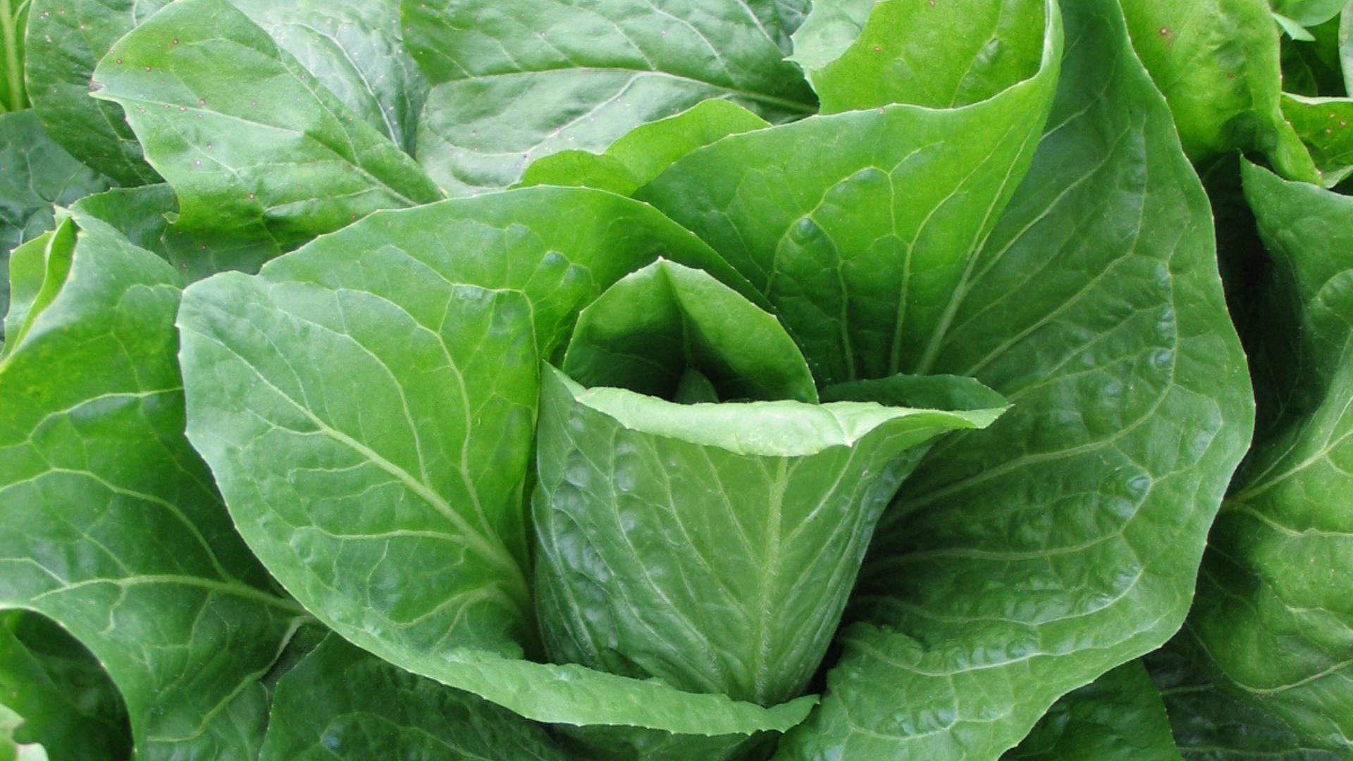 Jardinez avec la lune