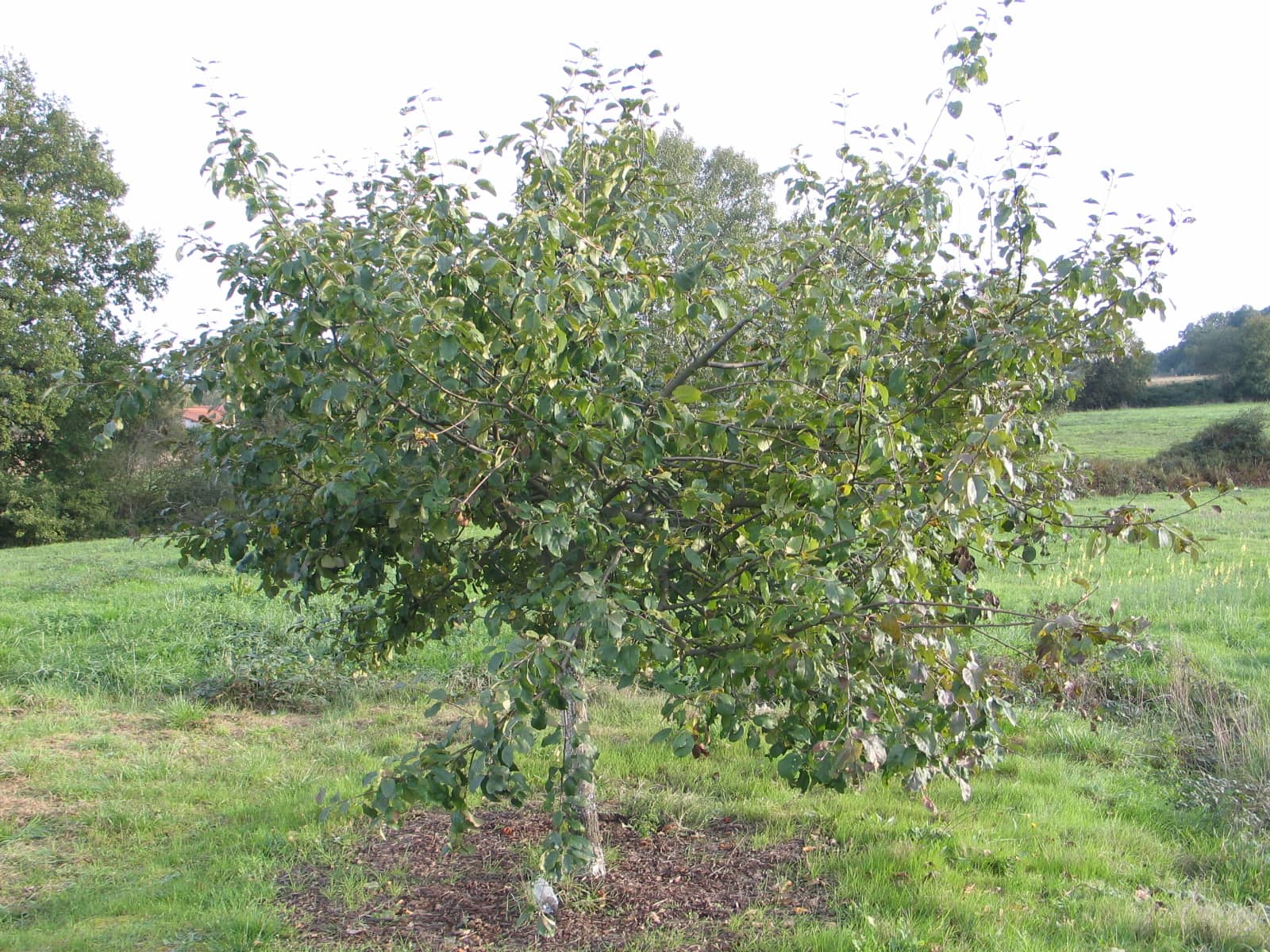 Jardinez avec la lune