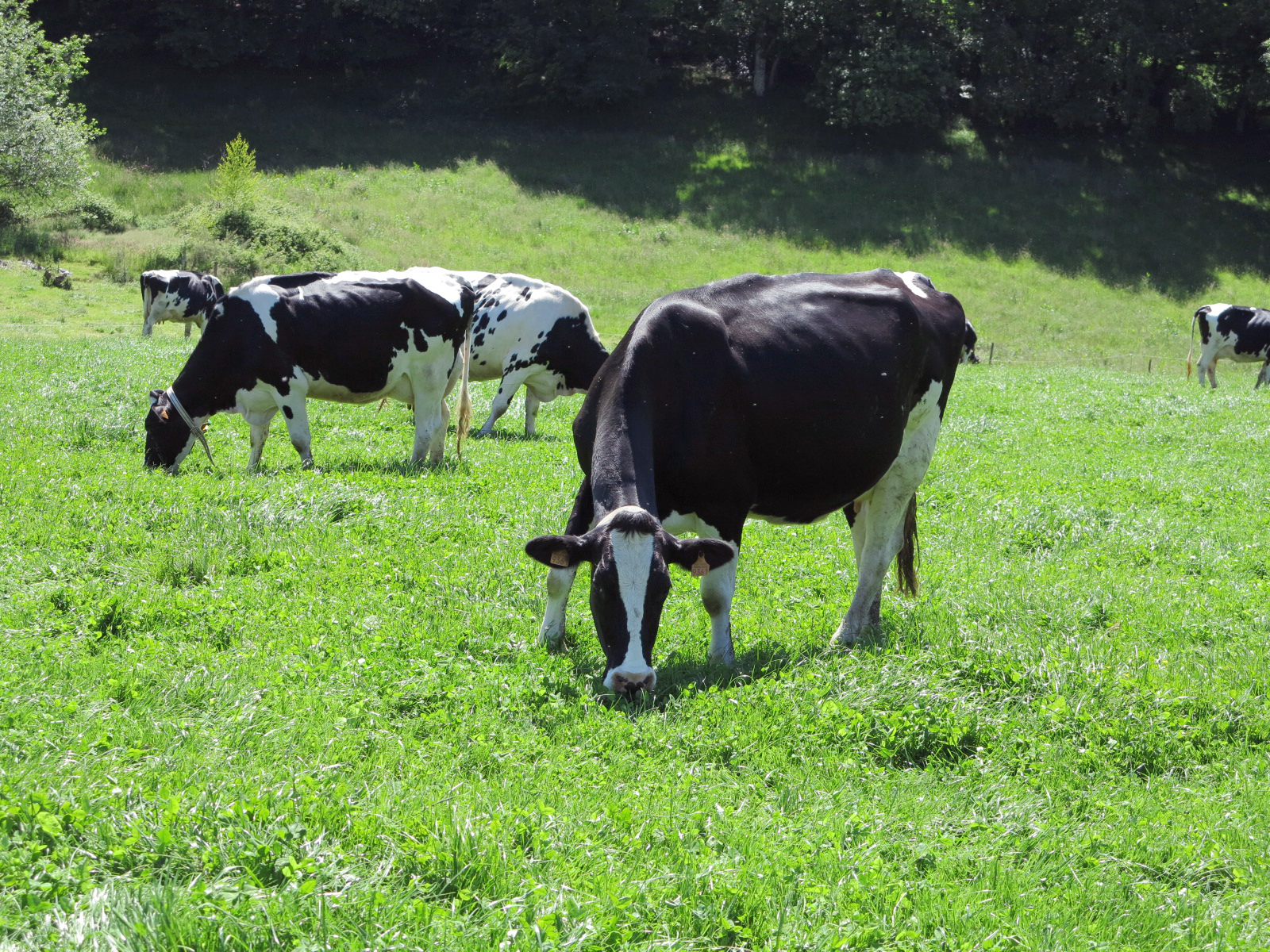 Section laitière&nbsp;: Le prix du lait ne doit pas baisser en 2024
