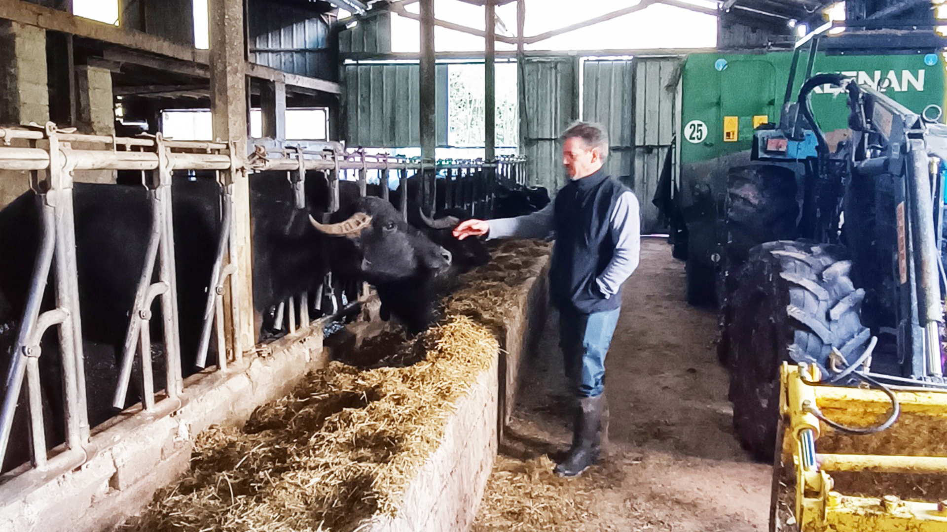 SORELEVAGE&nbsp;: Première traite robotisée de Bufflonnes en France