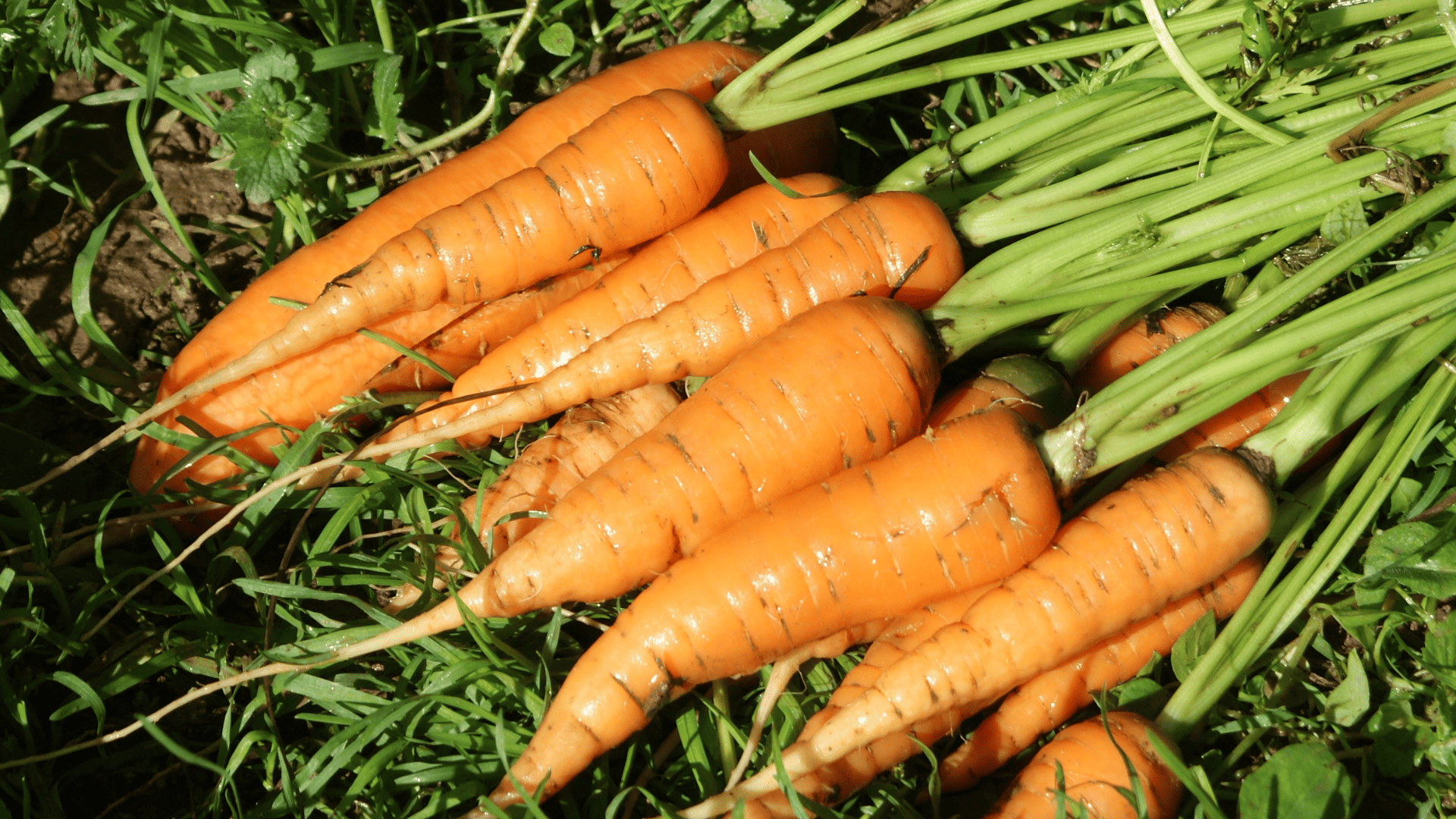 Jardinez avec la lune