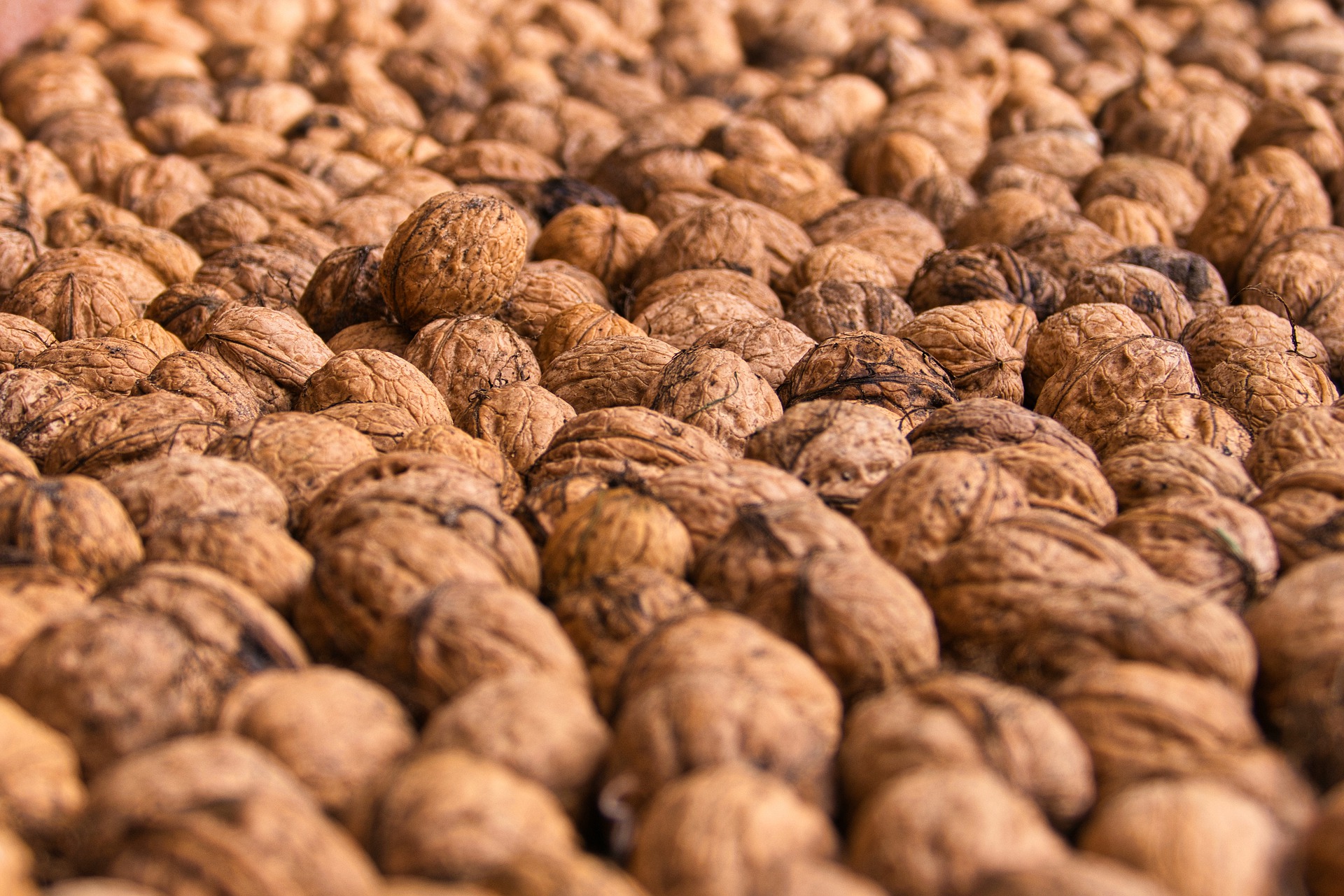 Crise de la noix&nbsp;: Après un an de revendication, le travail syndical a payé…