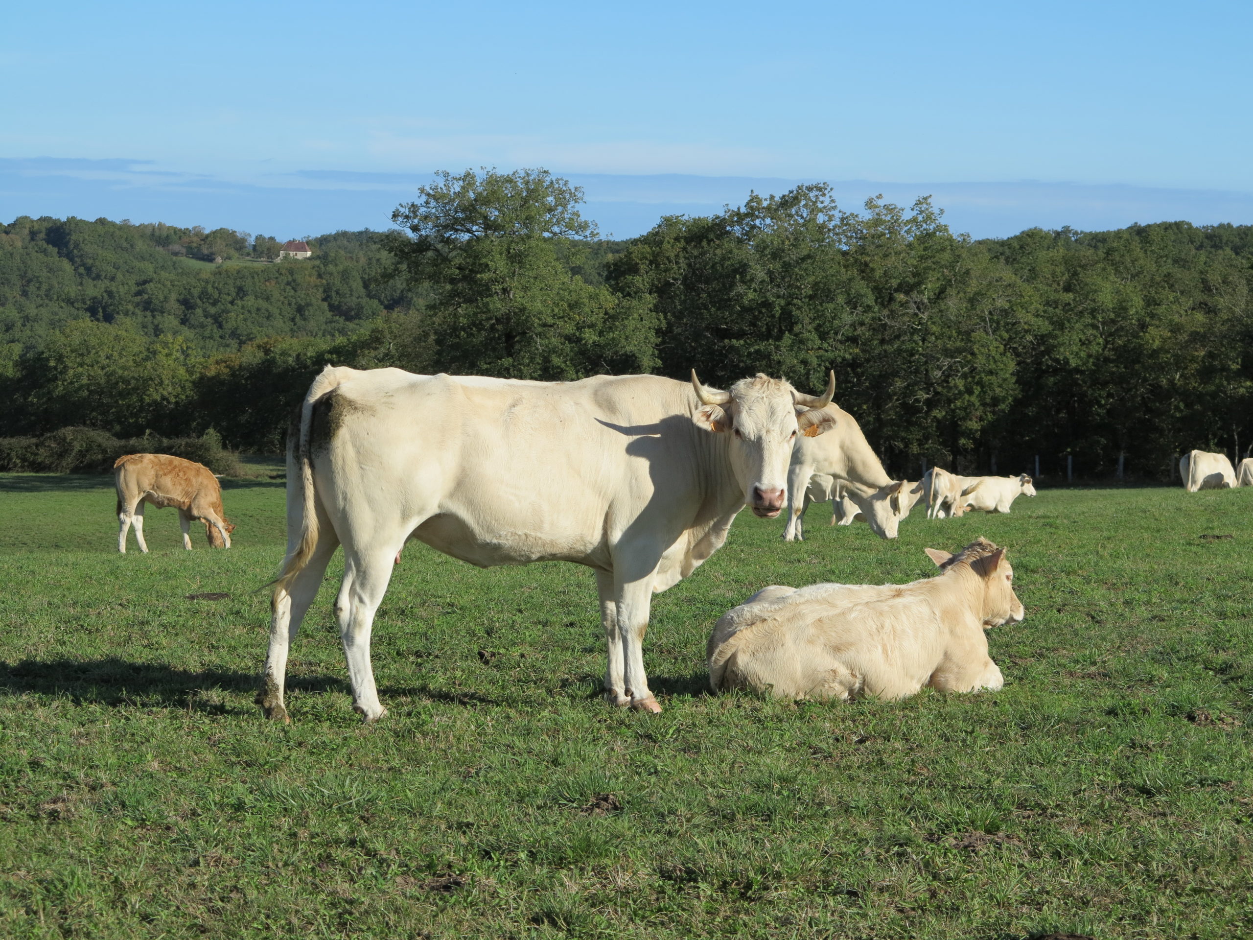 Elevage bovin&nbsp;: Un plan pour la reconquête de la souveraineté