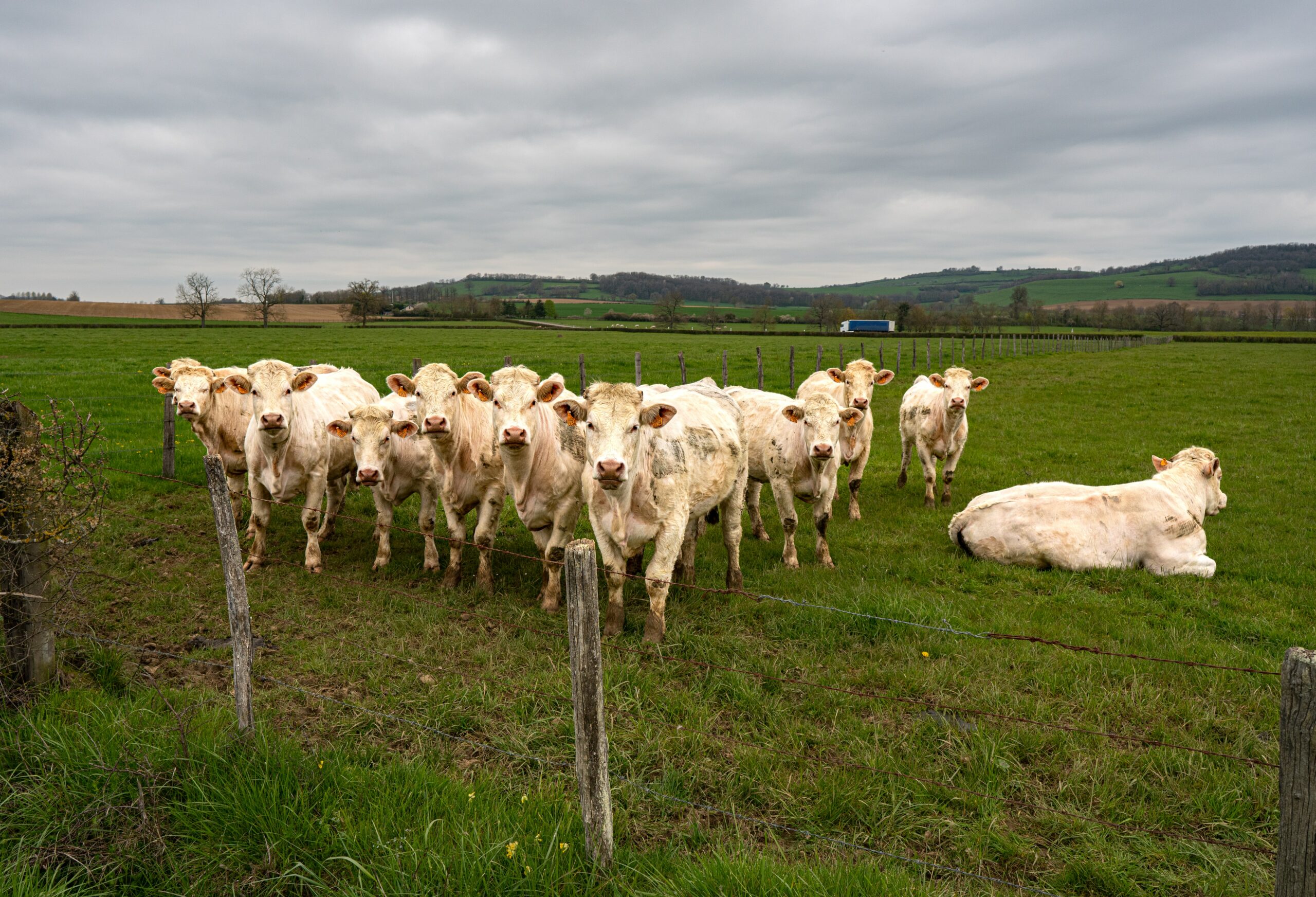 Un accord avec le MERCOSUR annoncé pendant la COP28&nbsp;? ON MARCHE (VRAIMENT) SUR LA TÊTE&nbsp;!